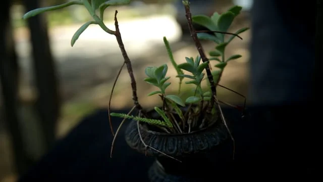  "THE WATER COLLECTOR" DIRECTEDBY EMMA GOMIS, 2017, LOS ANGELES 