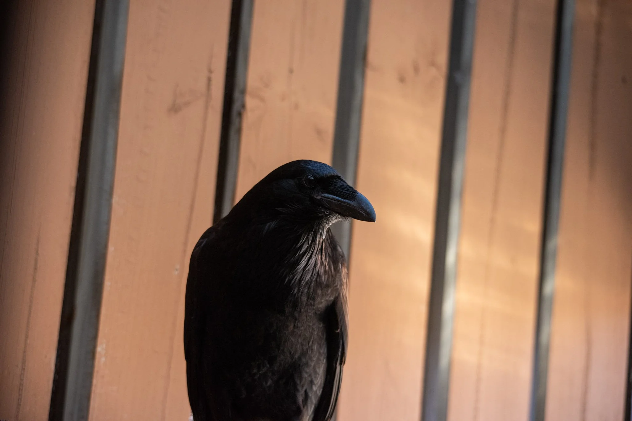 Castor the Common Raven