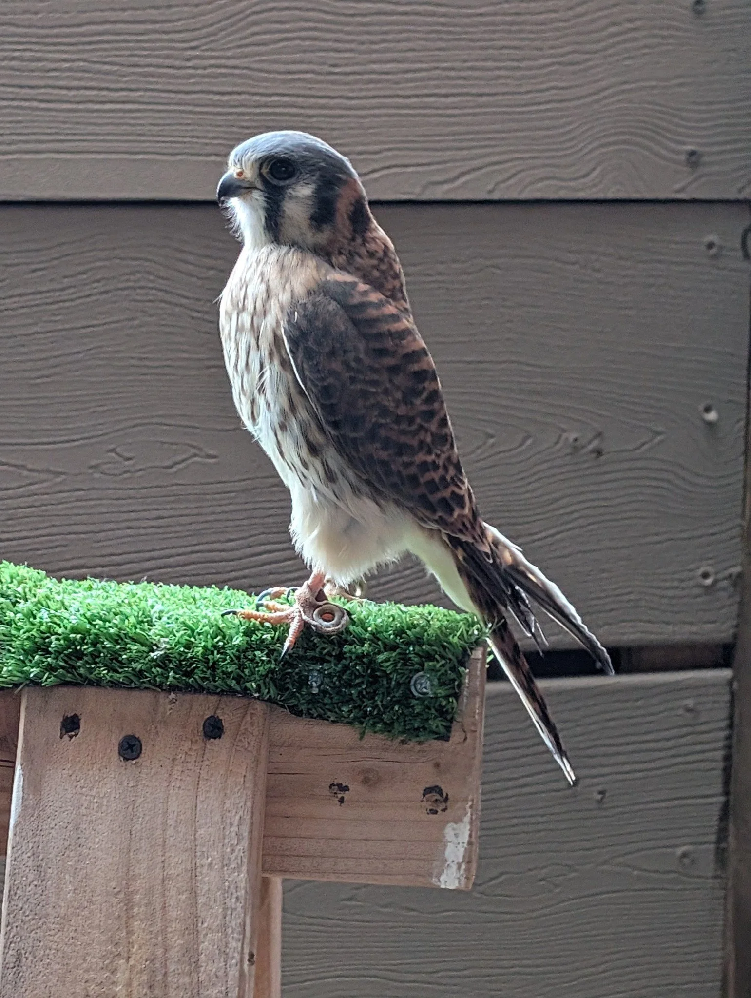 Penny the American Kestrel