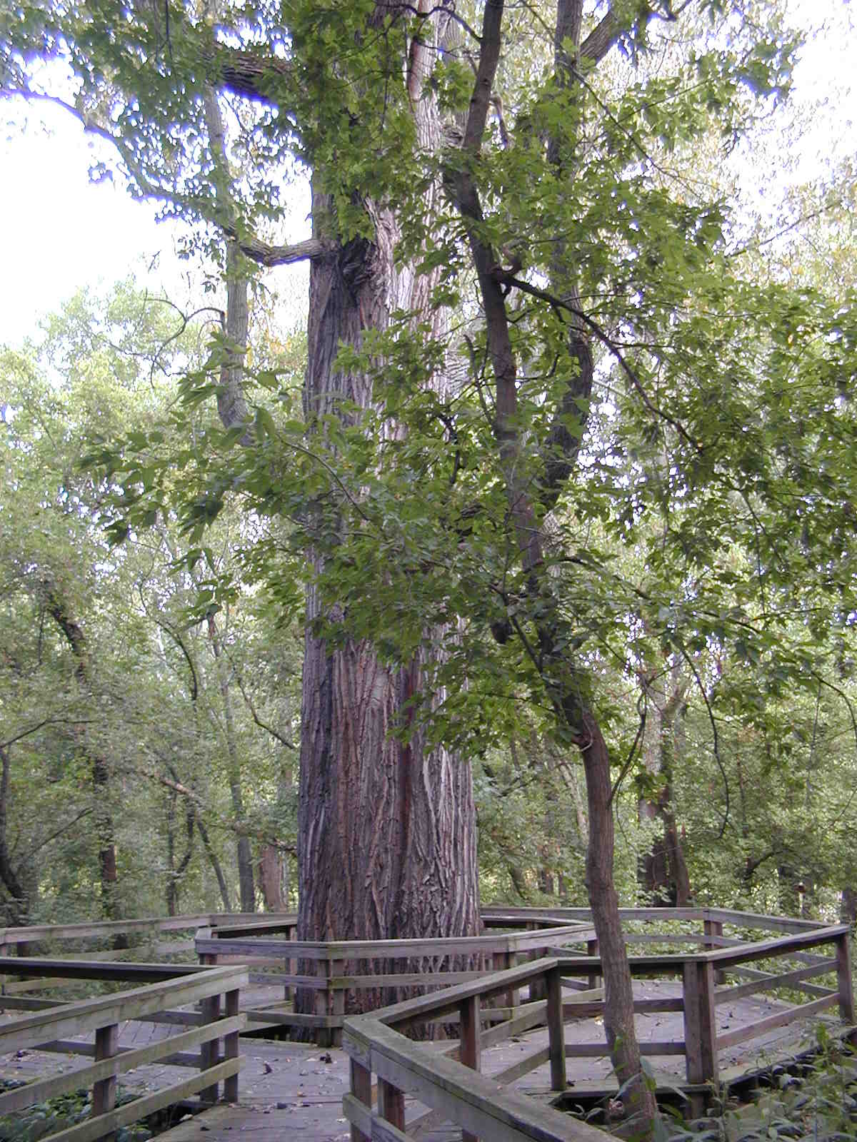 Tree with surrounding walkway on the Cottonwood Trail