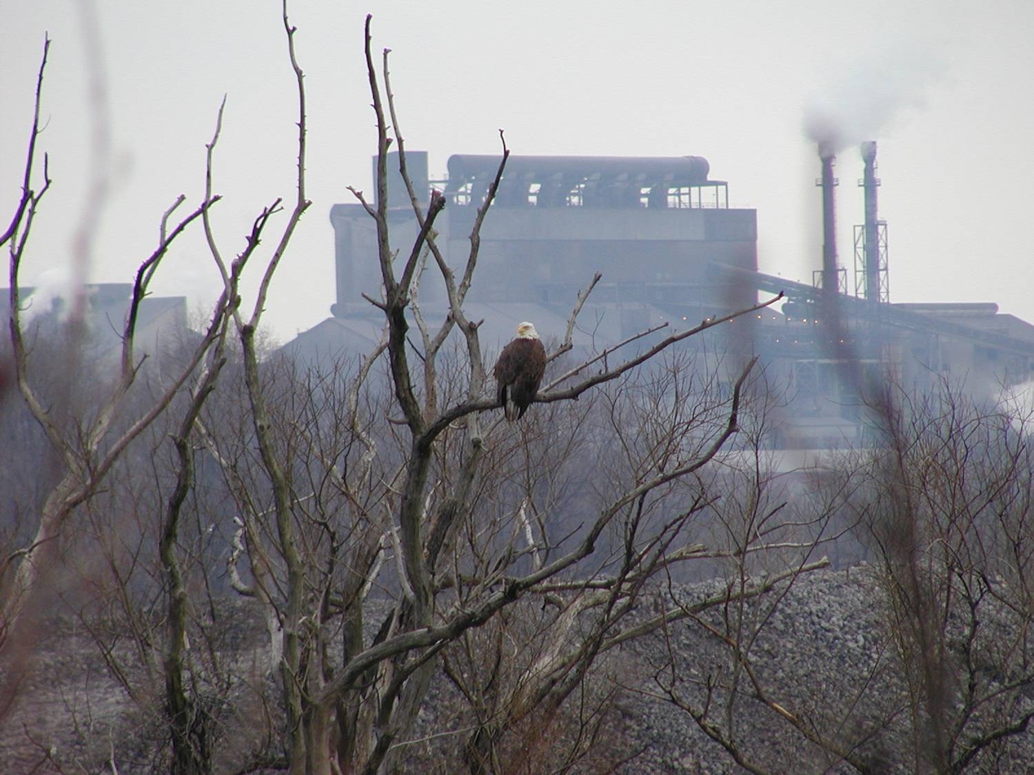 Bald Eagle along the Steel Mill Trail