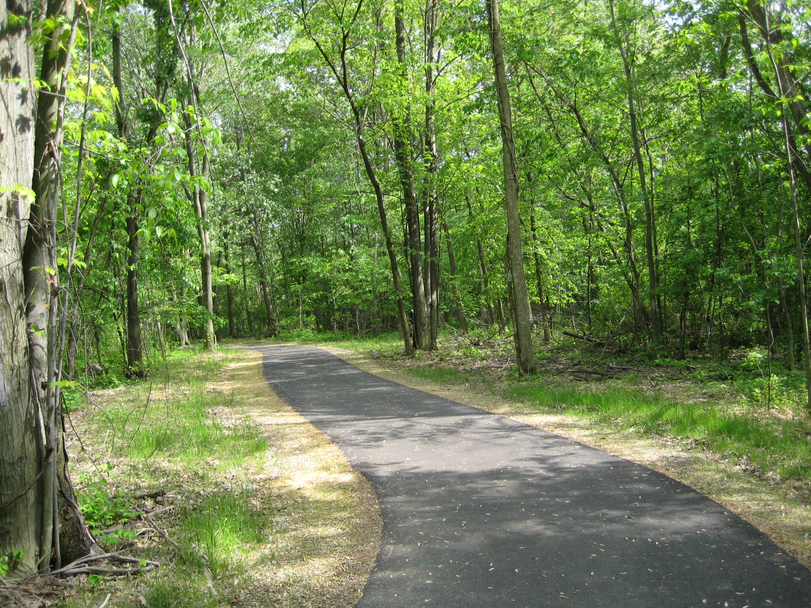 Wooded path along the Steel Mill Trail