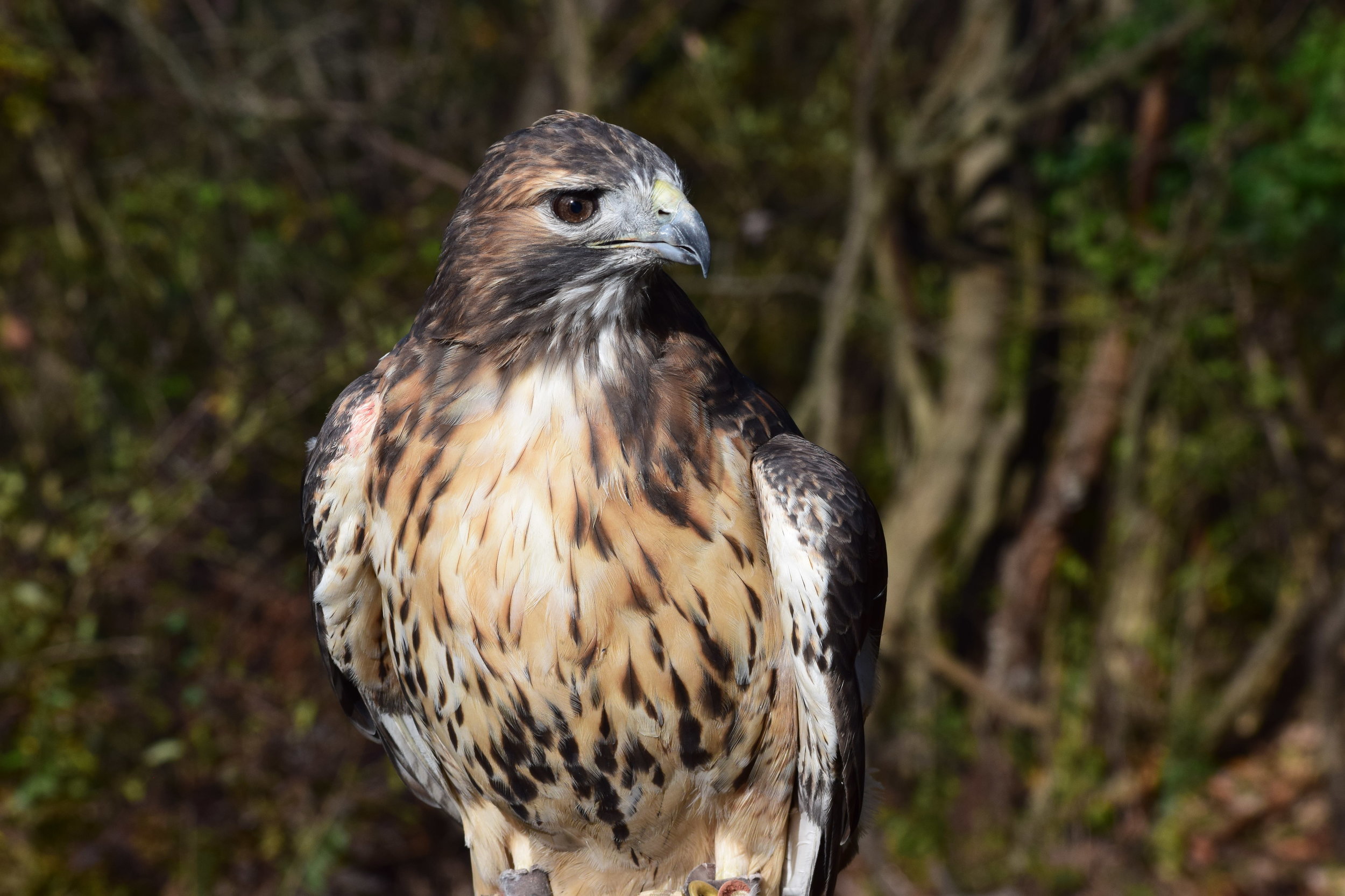Calli, the Red-Tailed Hawk (Raptor Center resident)