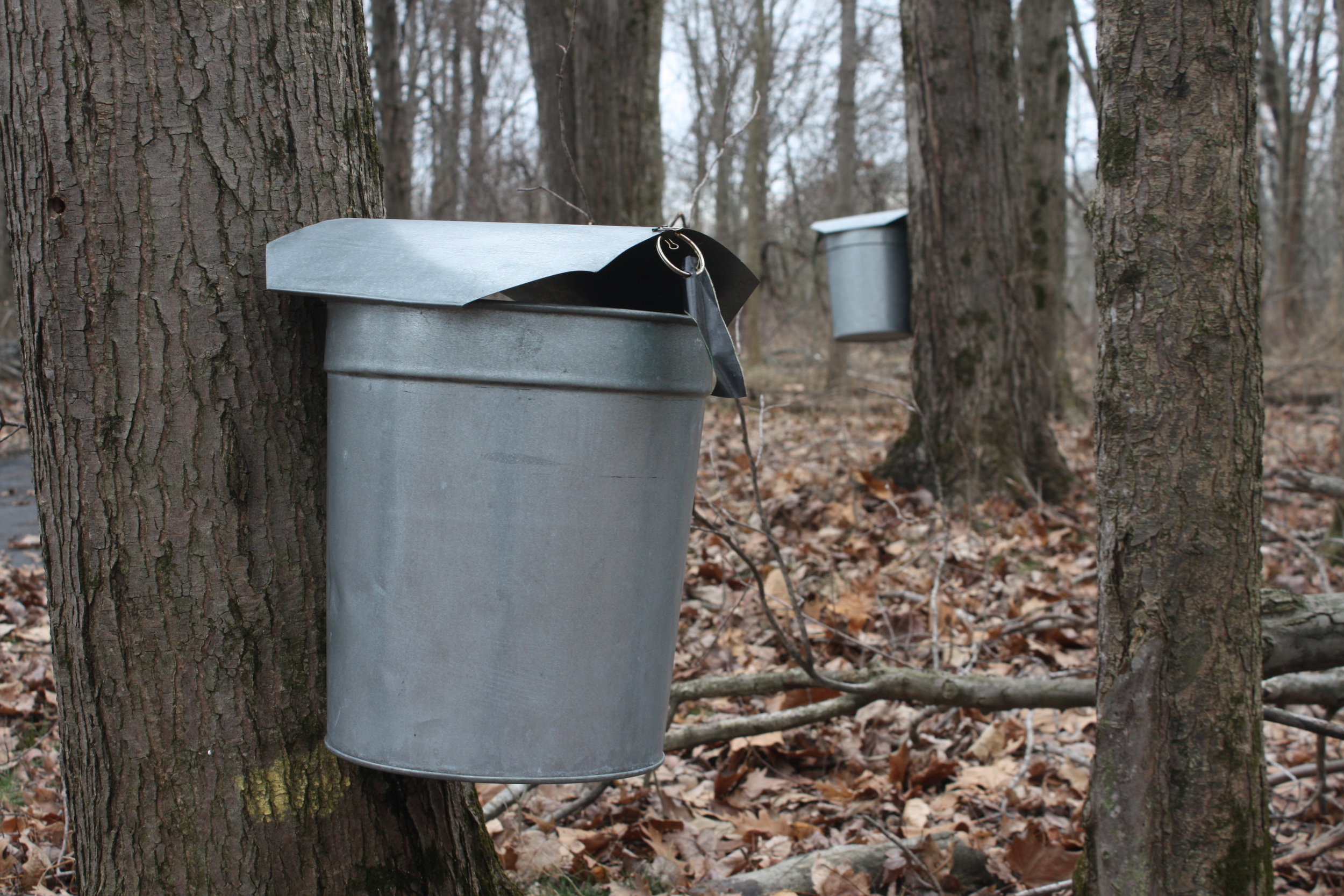 Metal buckets collecting sap during the Maple Sugaring program