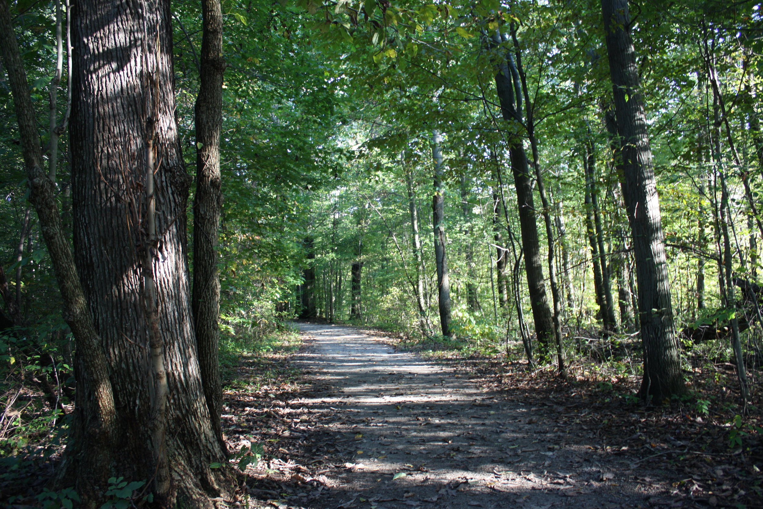 Wooded walking path along the Wayne Shipman Memorial Trail at Sheldon Woods
