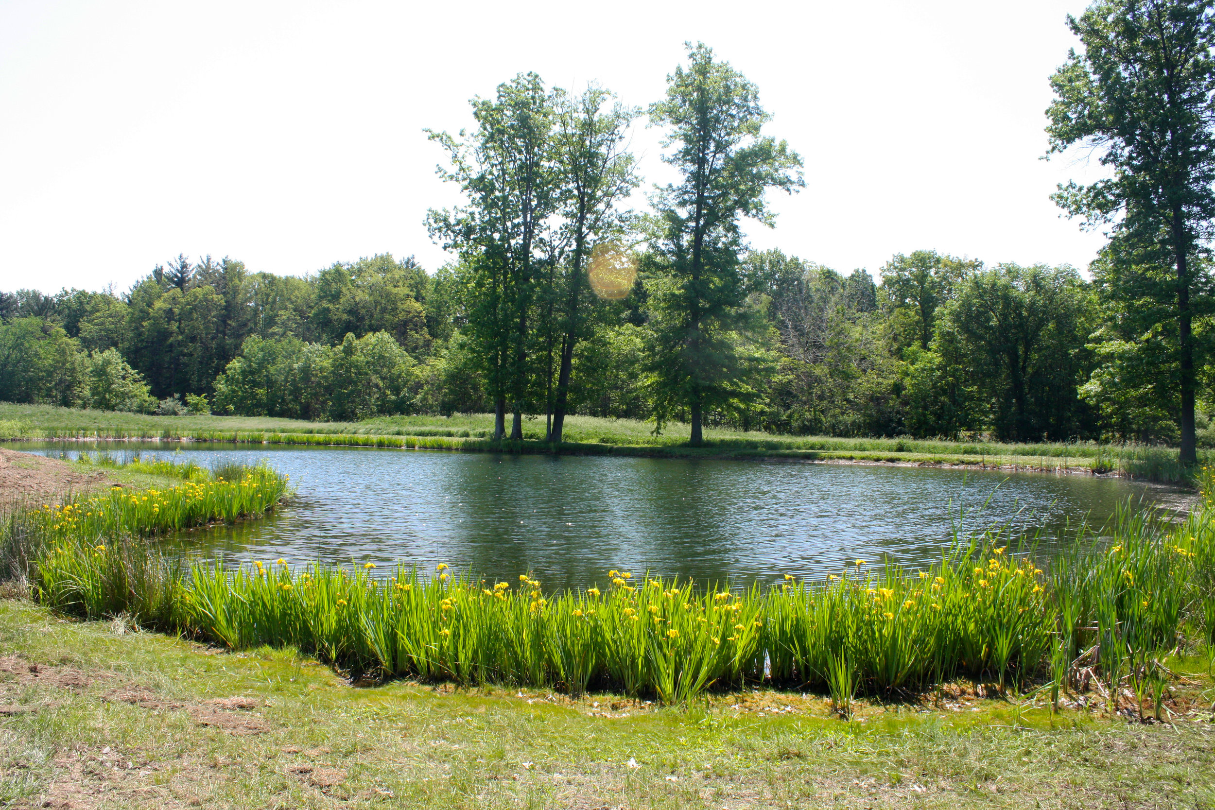 One of the ponds at Royal Oaks