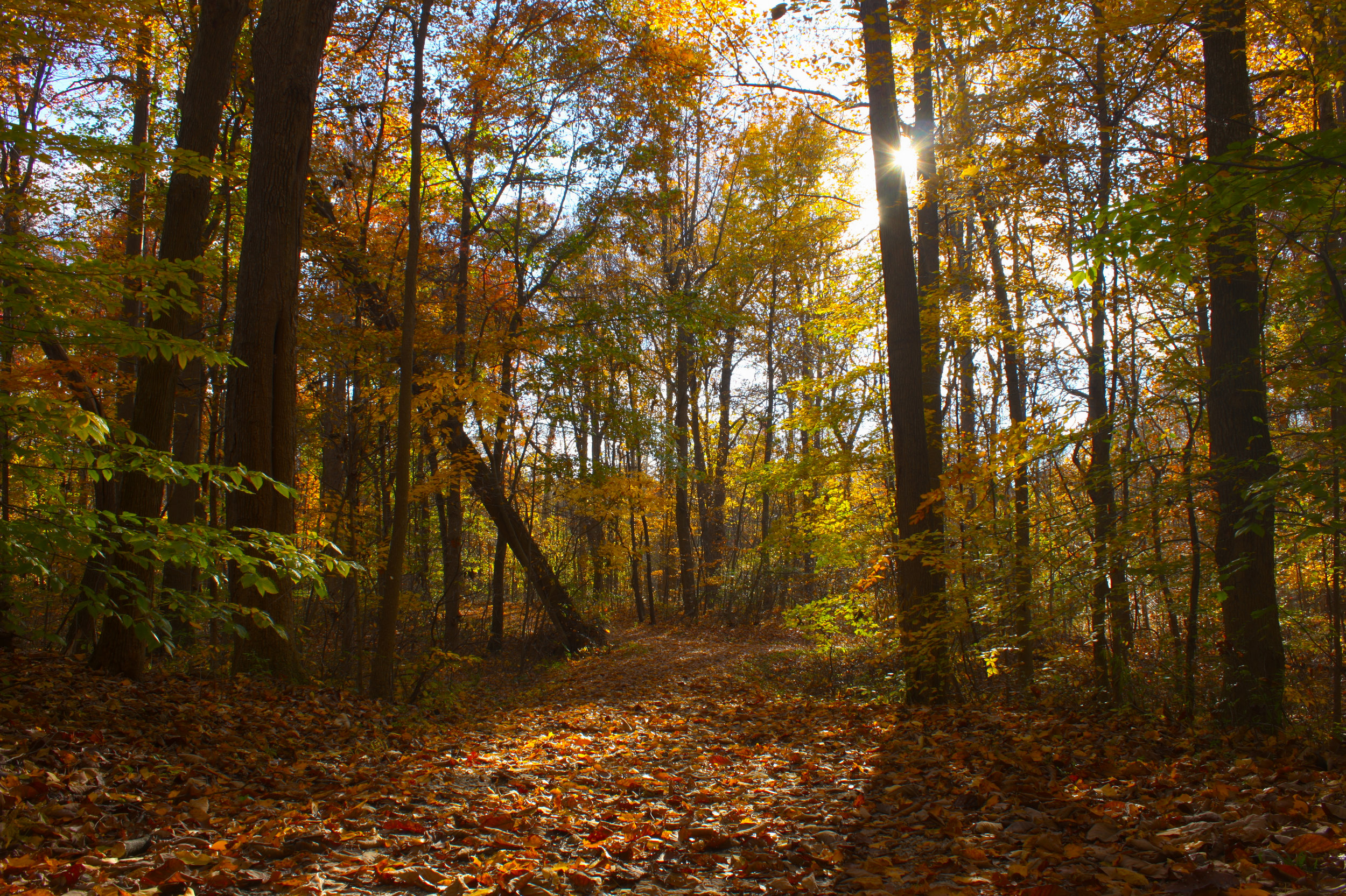 Autumn scene in the woods of the Wayne Shipman Memorial Trail