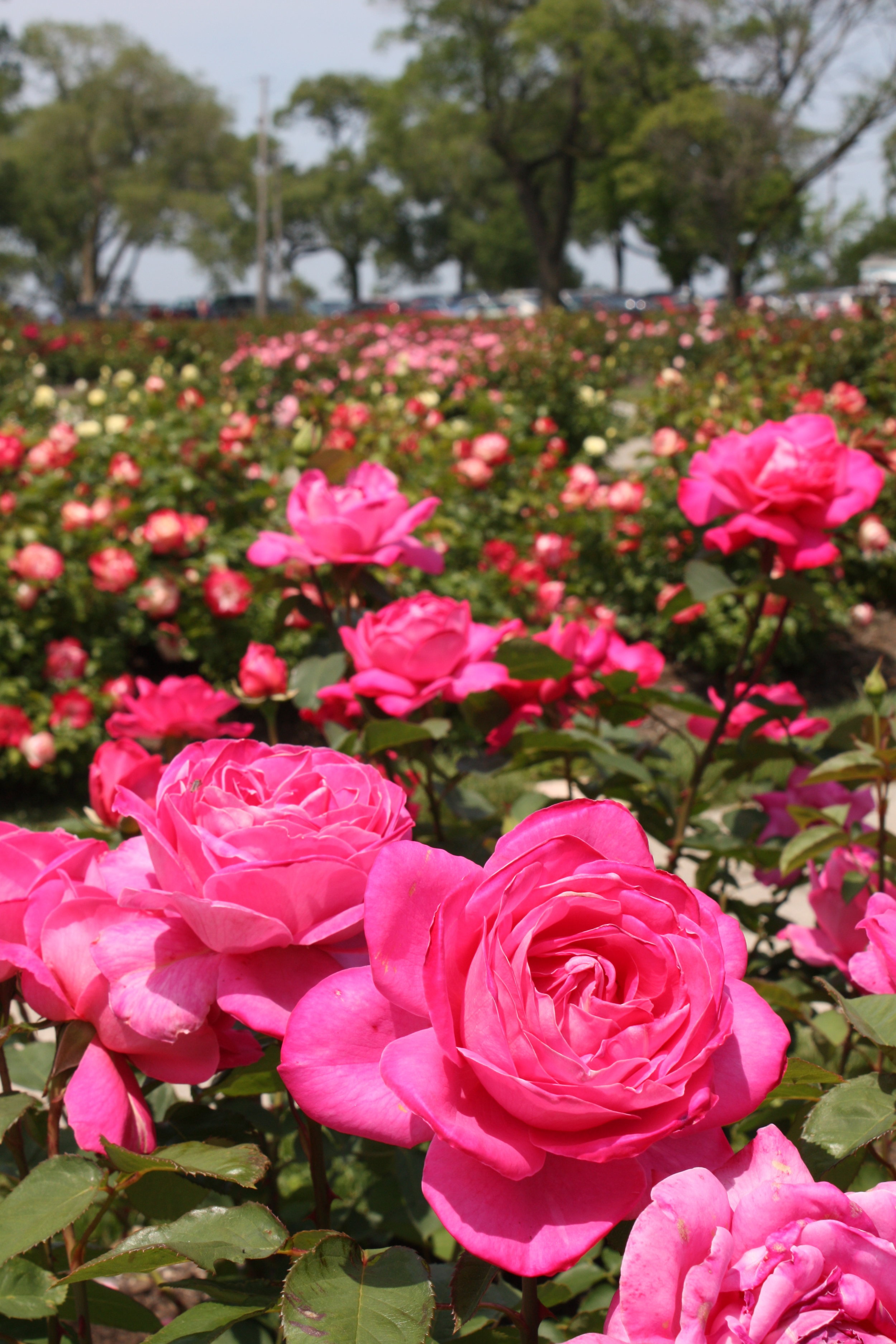 Beautiful pink roses in the Historic Rose Garden