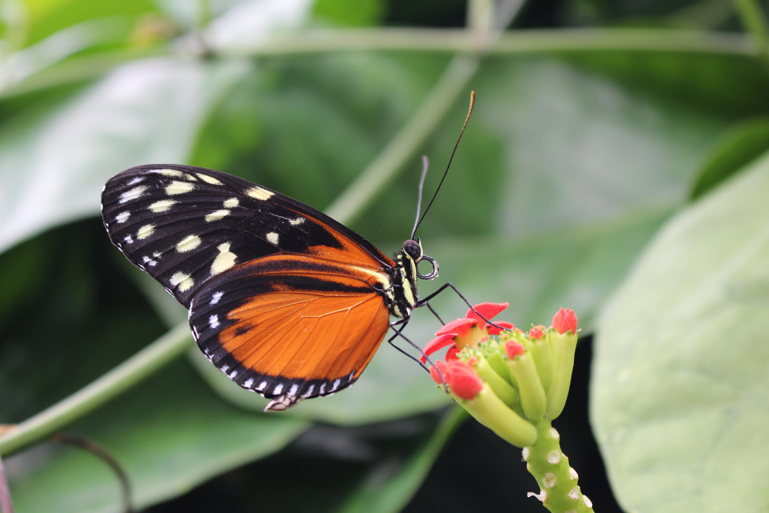 Close-up of a butterfly in the Butterfly House