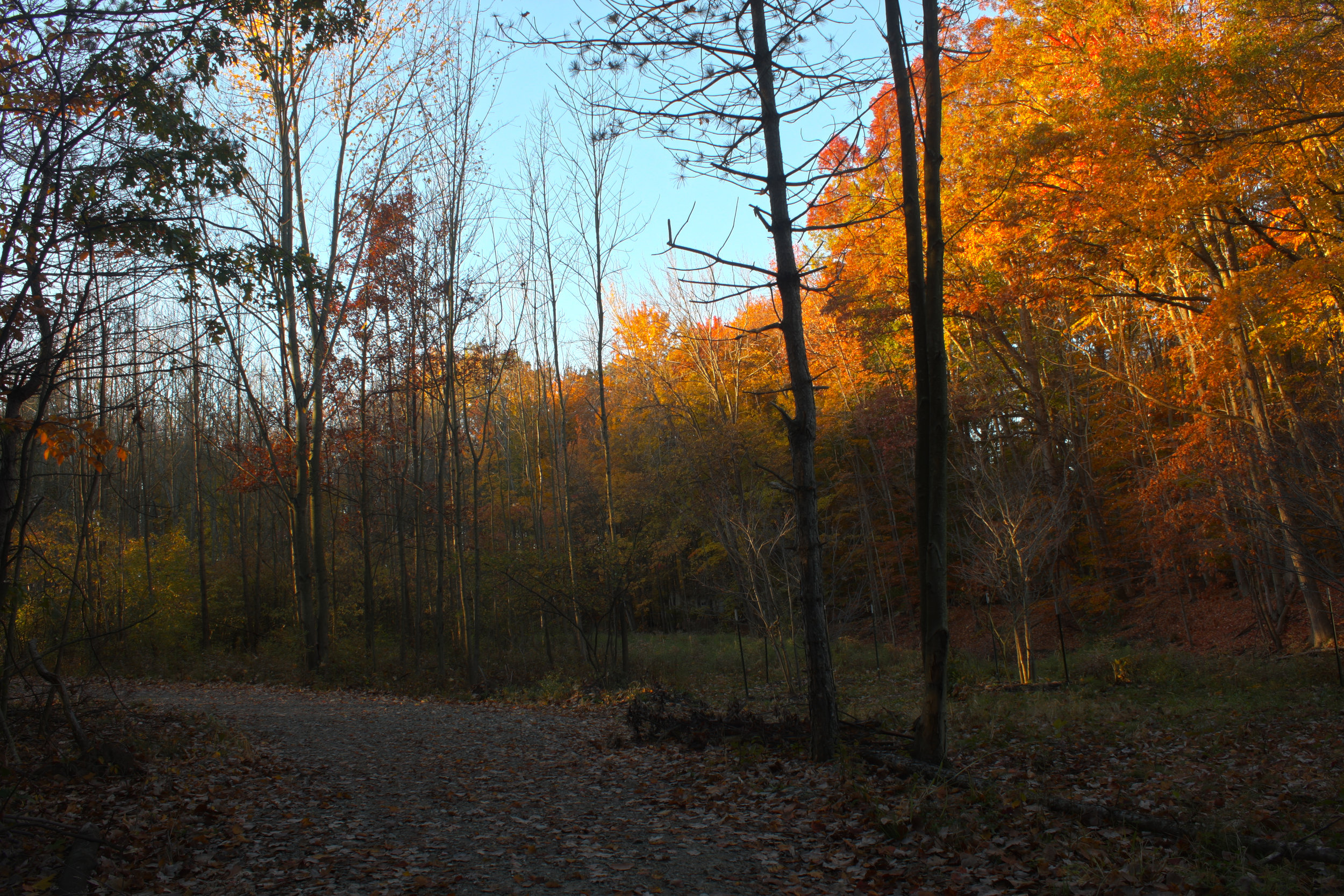 Autumn colors along the Sycamore Trail