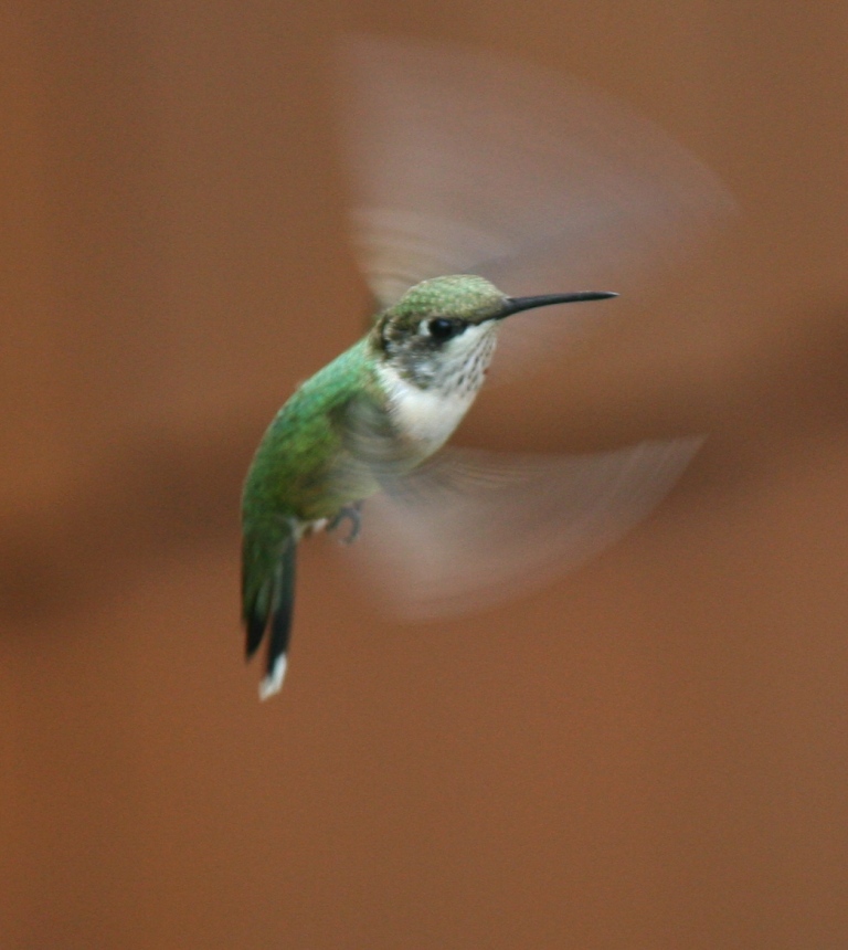 Wild hummingbird