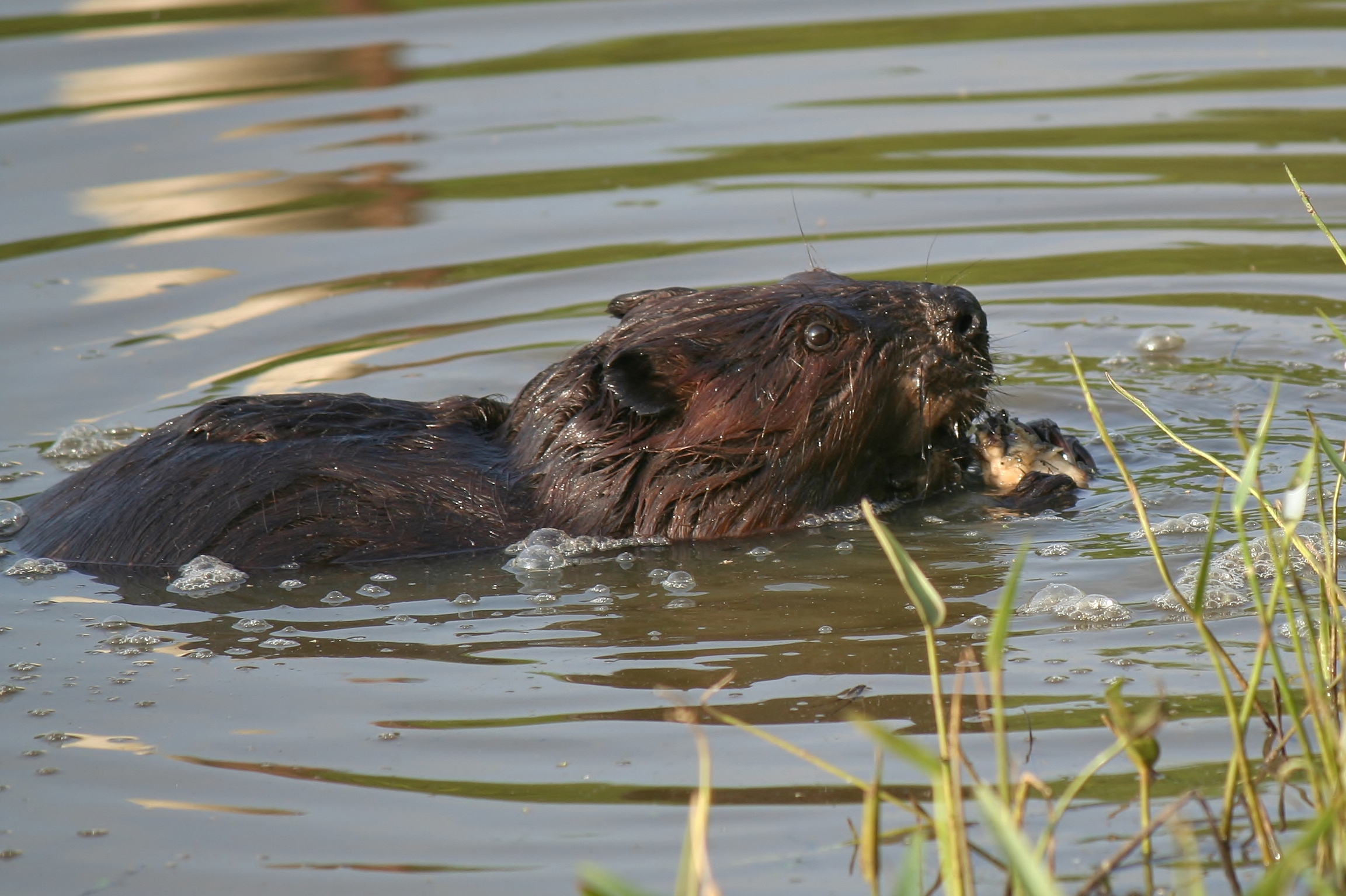 Wild beaver seen in the wetlands of Sandy Ridge