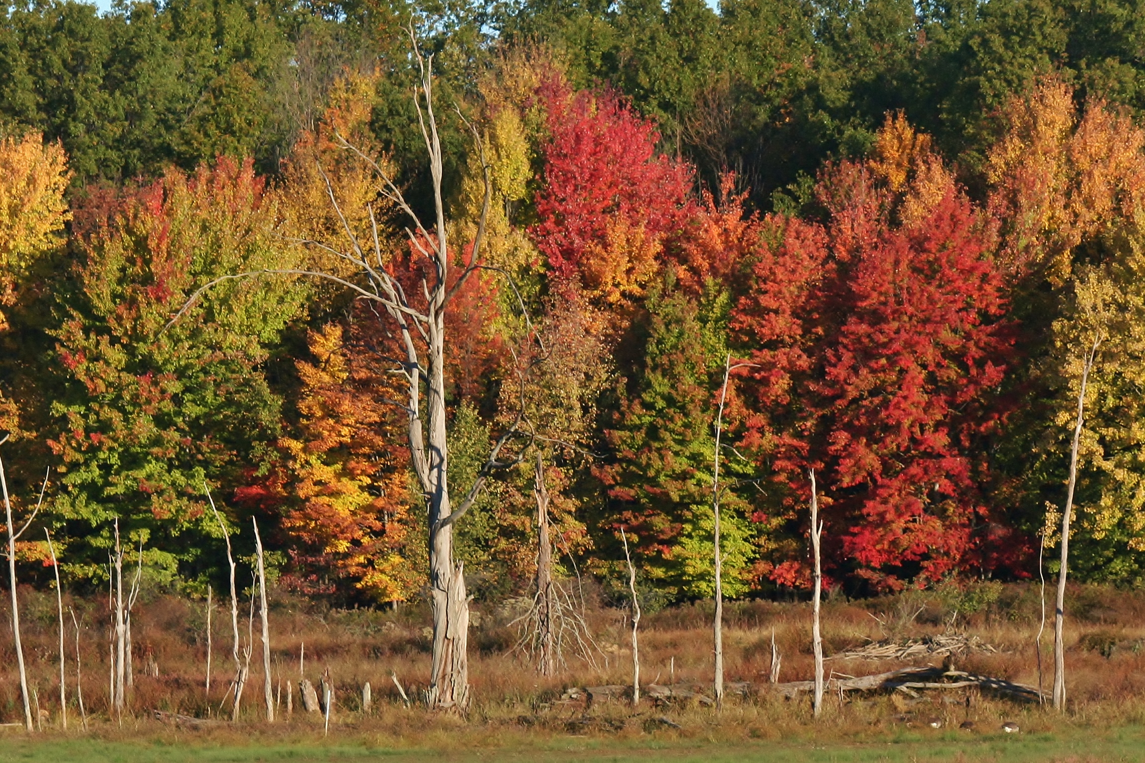 Beautiful autumn colors seen from the Marsh Loop Trail
