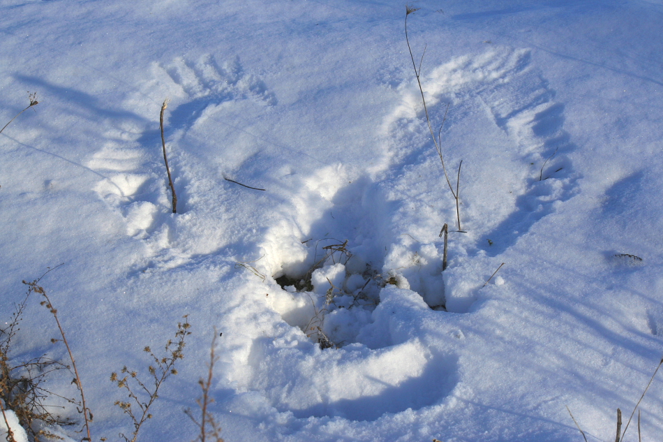 Snowy print left by a wild hawk