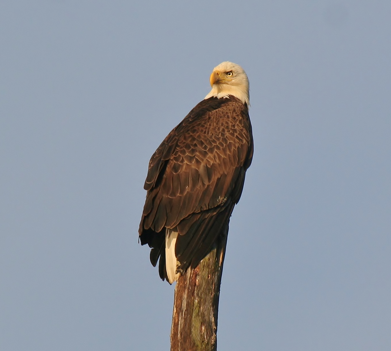 Resident Bald Eagle