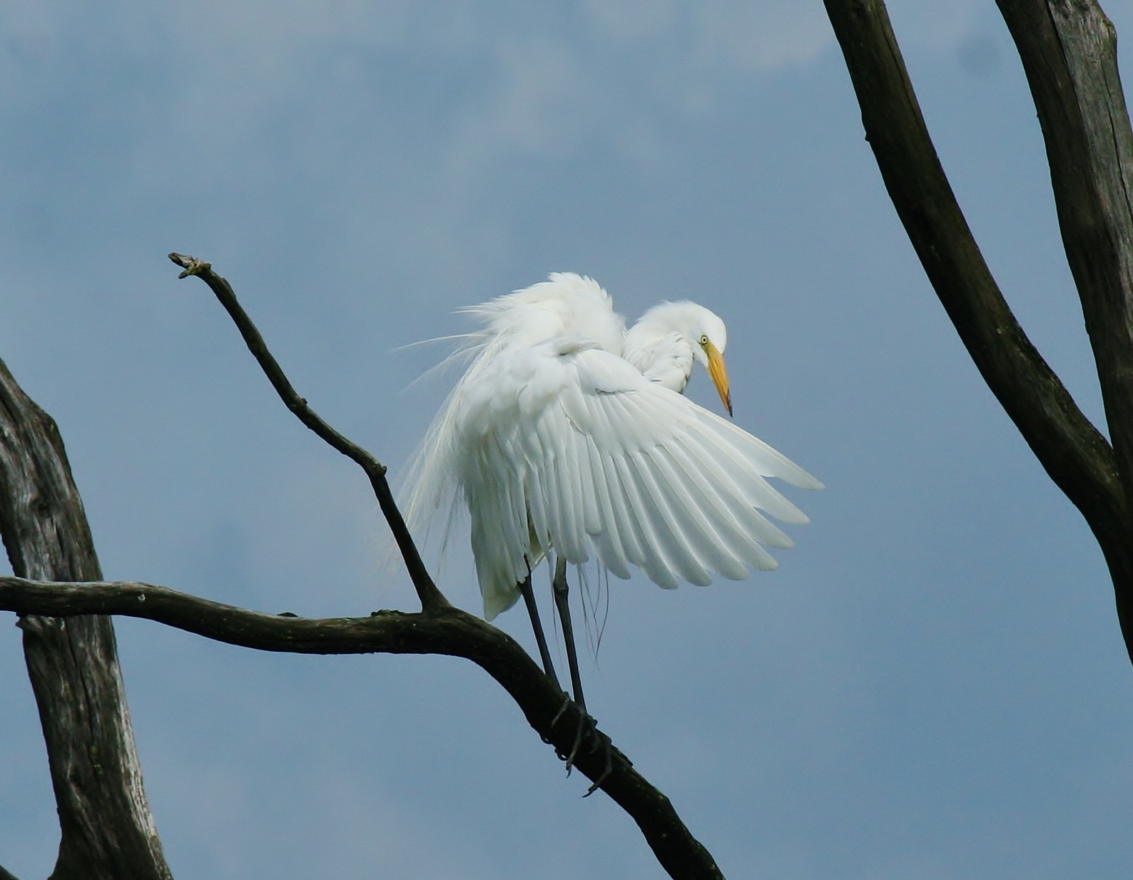 Egret seen among the trees of Sandy Ridge Reservation