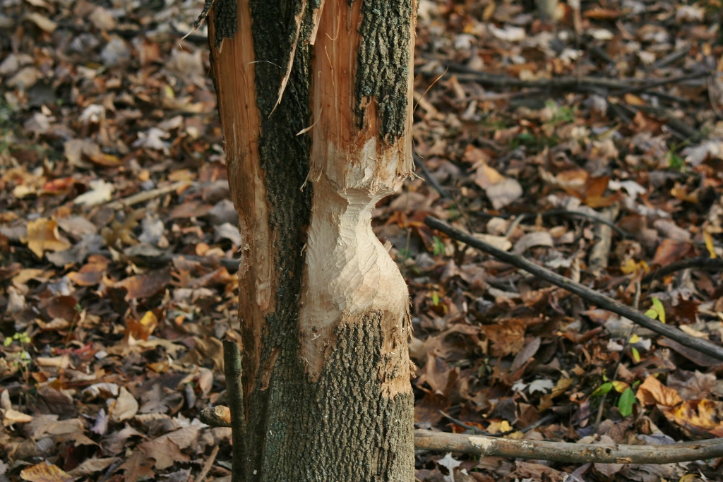 A tree along the Wet Woods Trail that has been gnawed away, presumably by beavers