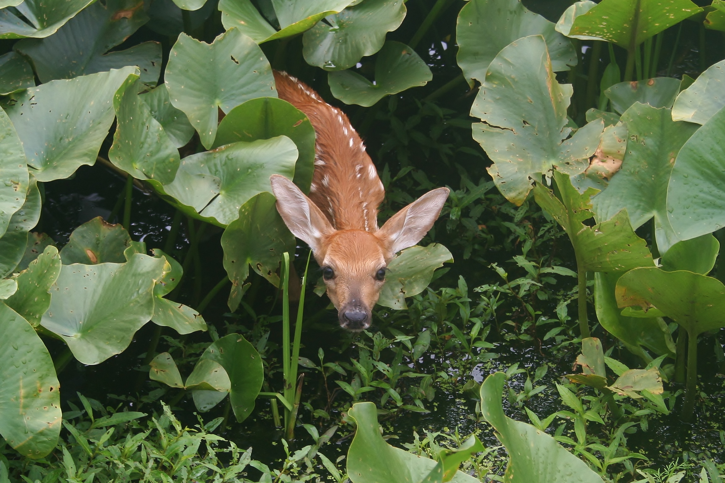 Wild fawn seen in the wetlands