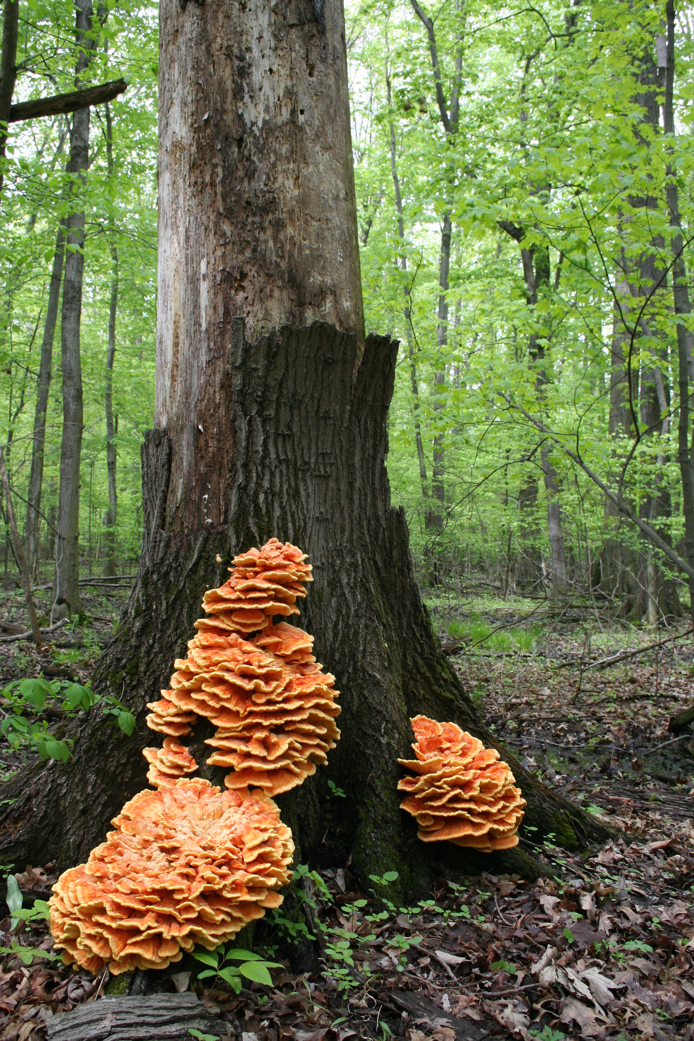 Sulphur shelf fungus found on a tree along the Wet Woods Trail 