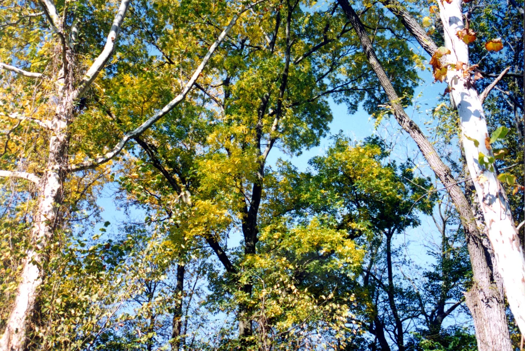 tree tops.jpg