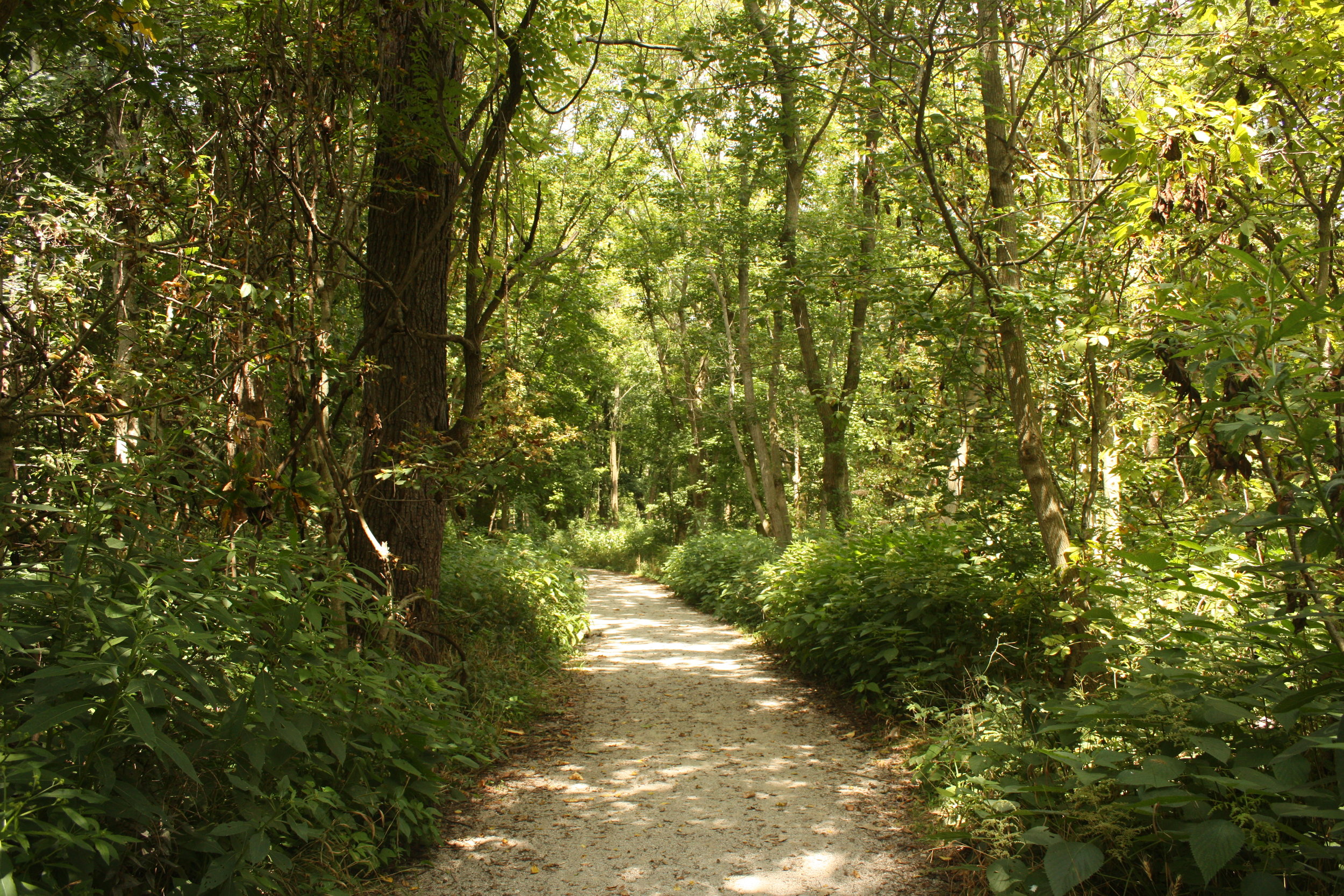 Wooded Trail.JPG