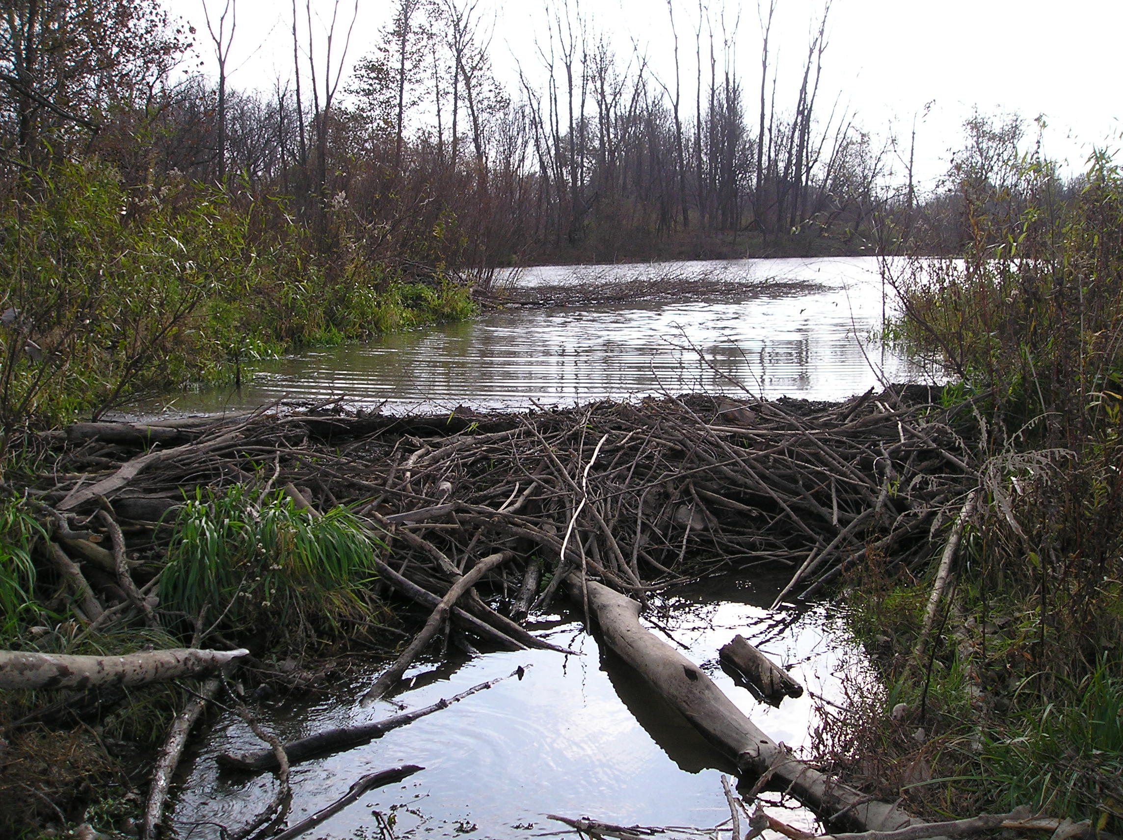 Wetlands of Columbia Reservation