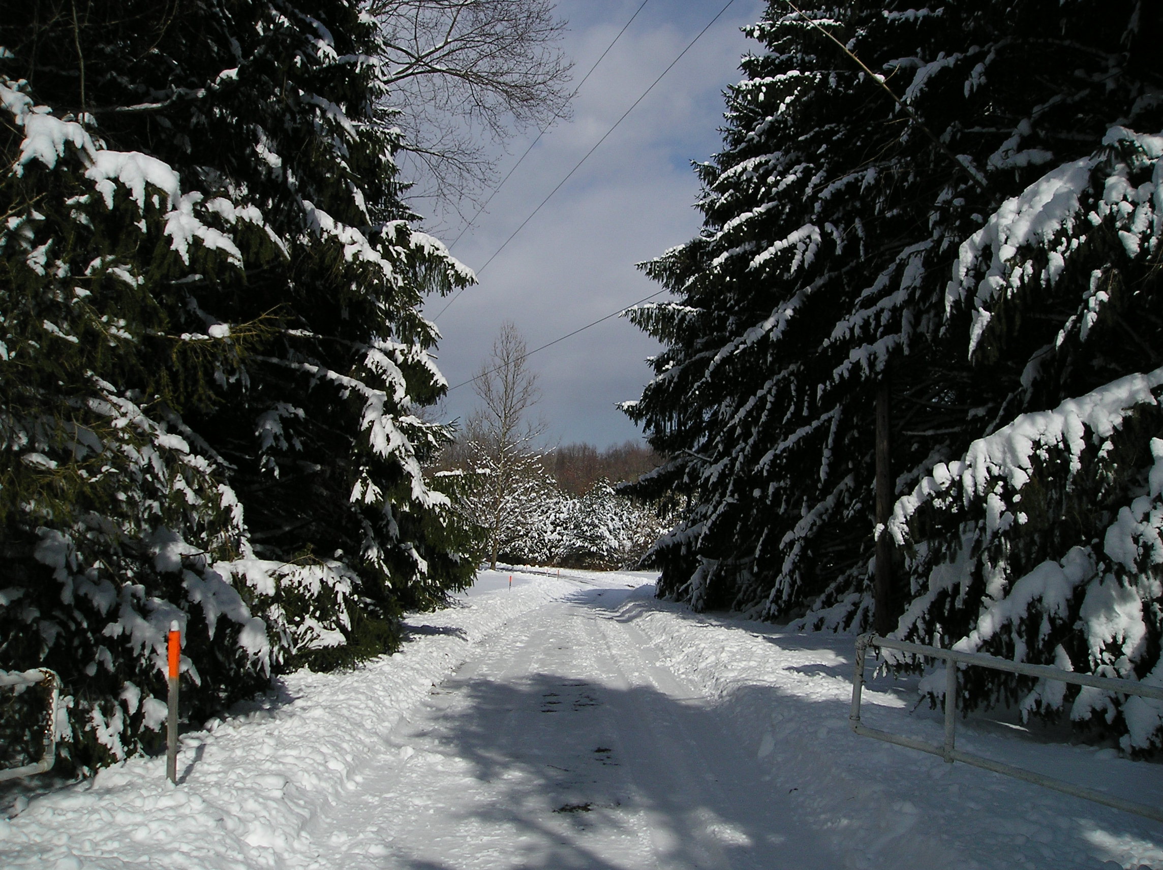 Snow-covered pines along the trail at Columbia Reservation