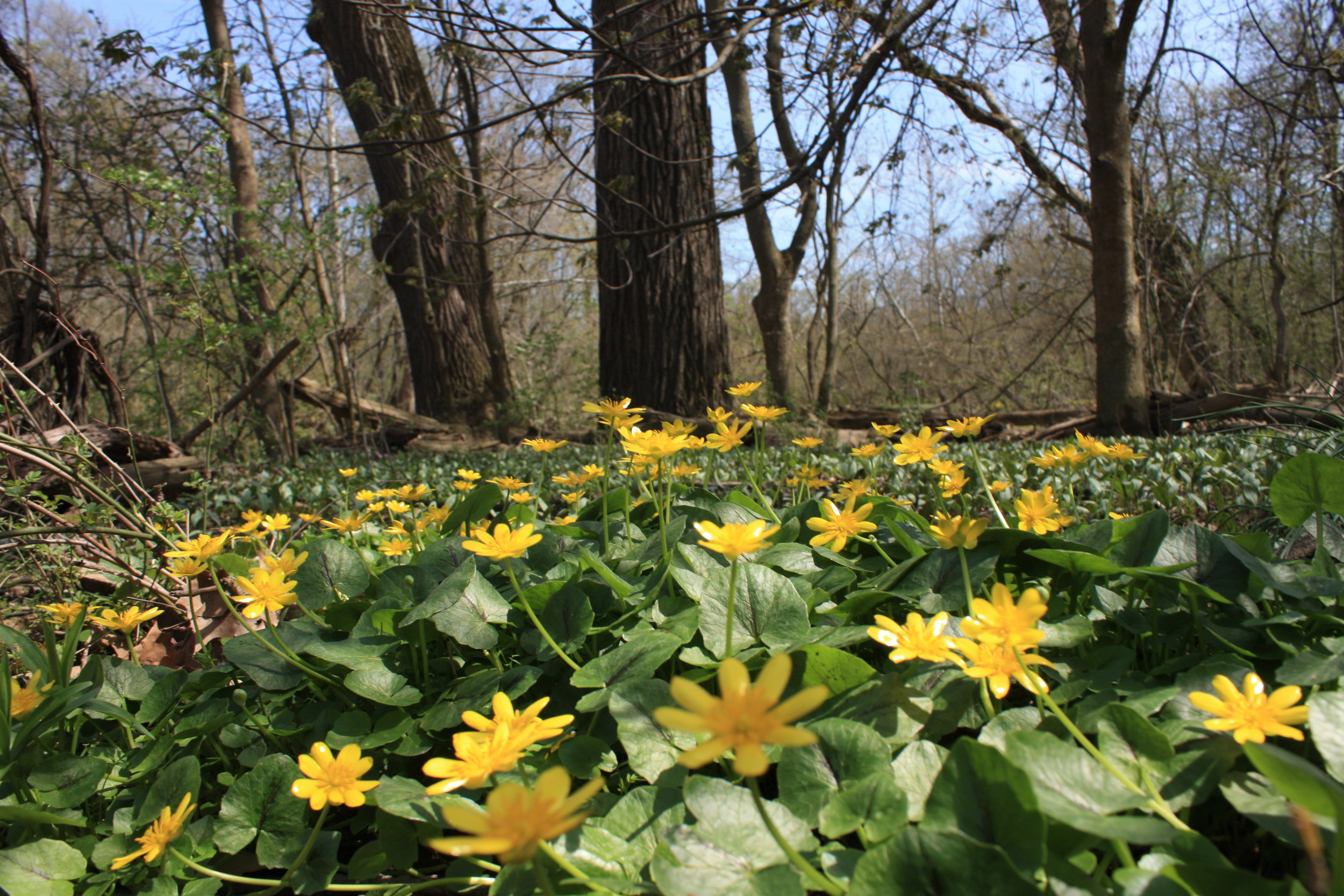 Flowers along the walking path at Columbia Reservation