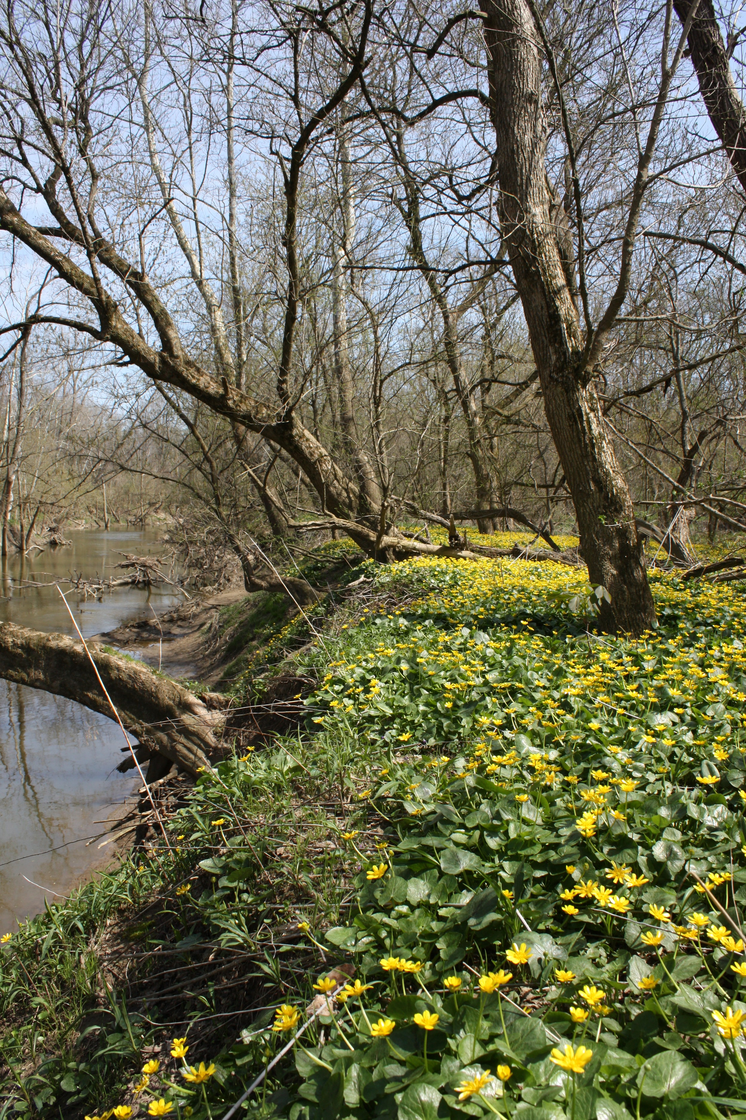 Spring flowers along the Rocky River