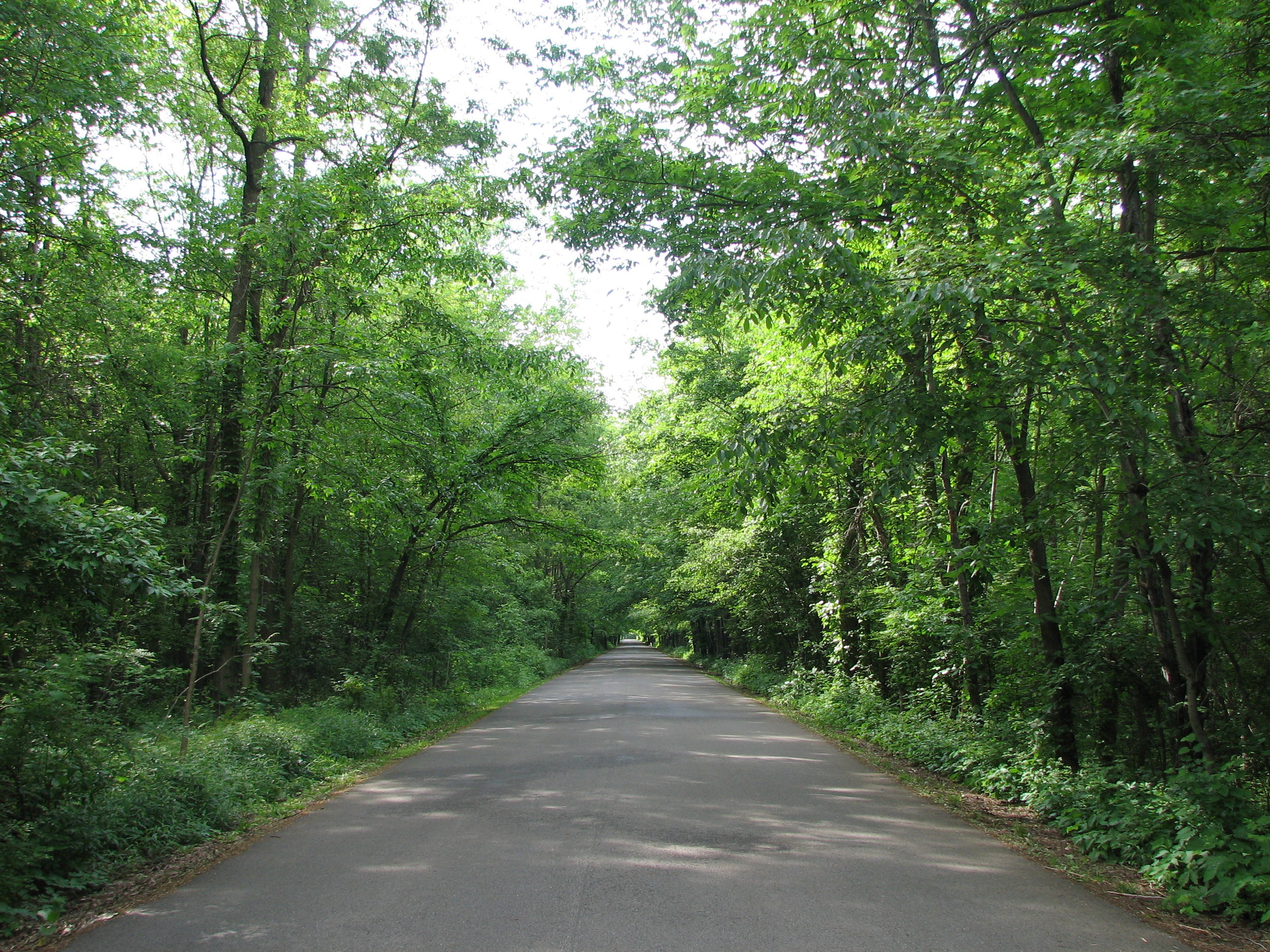 Long entrance road leading to the Pine Tree Picnic Area
