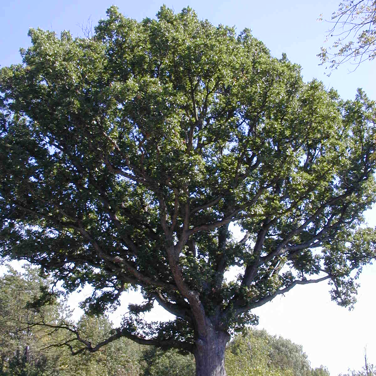 Charlemont Reservation — Lorain County Metro Parks