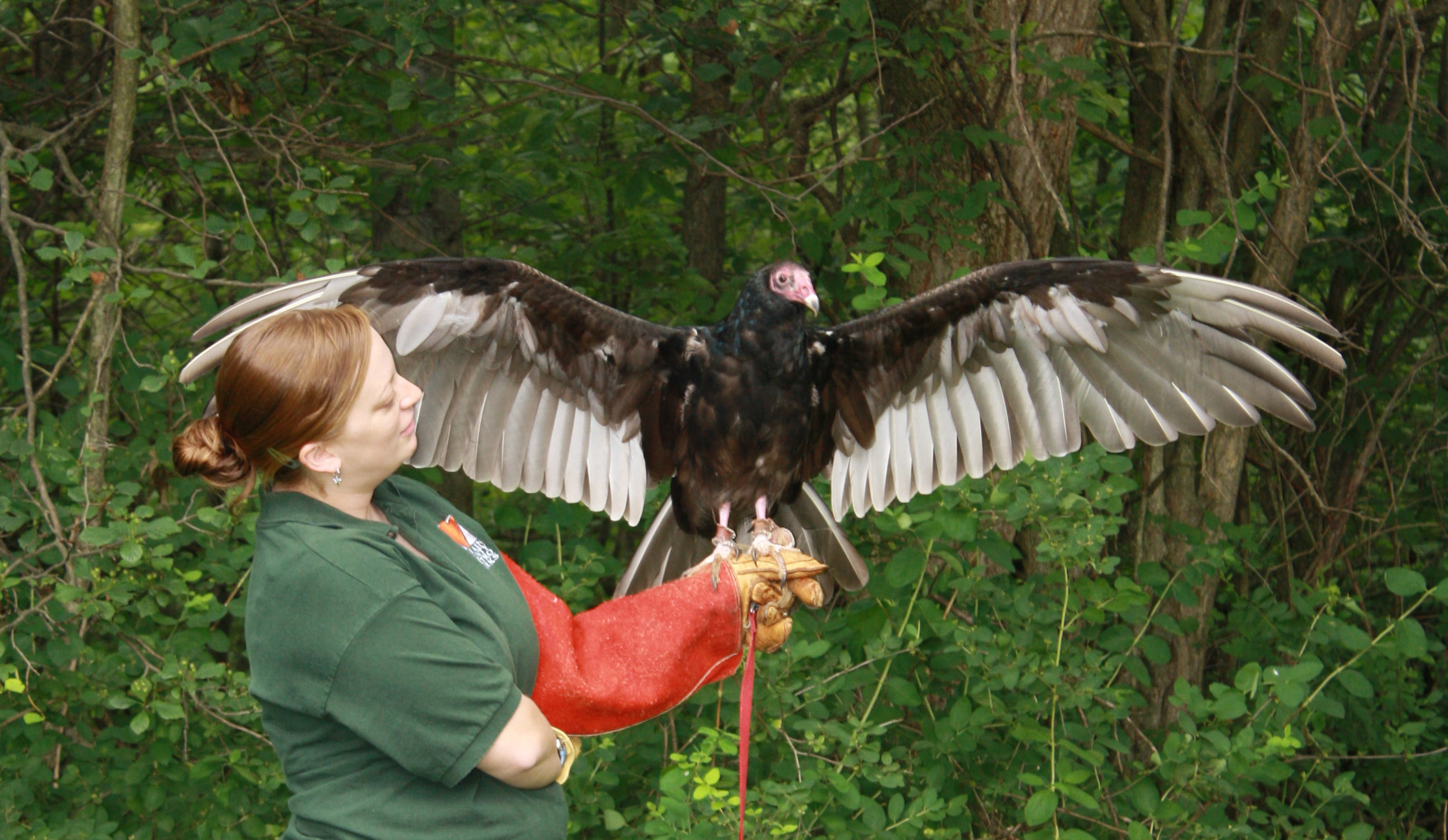 Birds of prey, masters of the skies