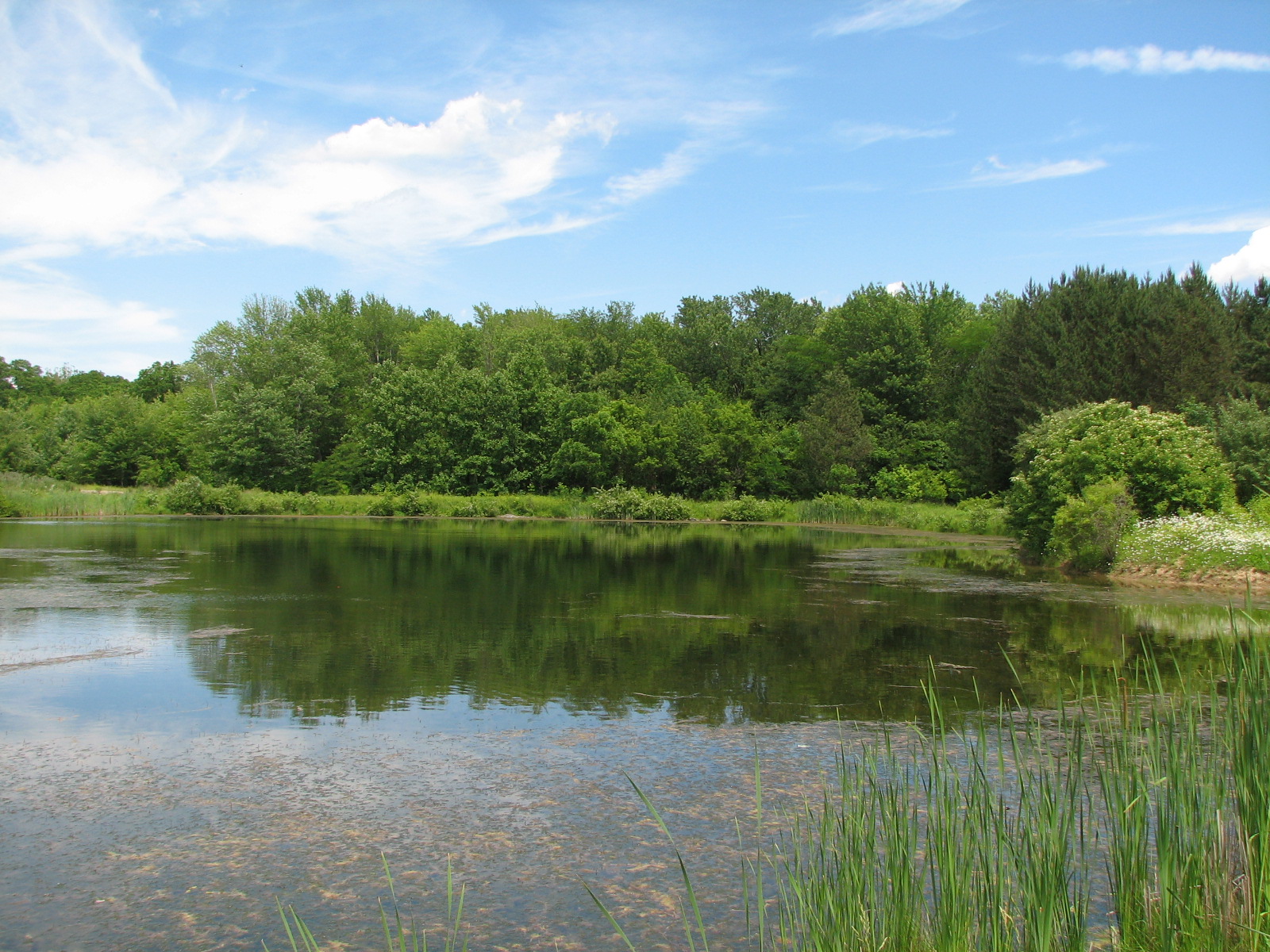 Caley Reservation's large pond/wetland