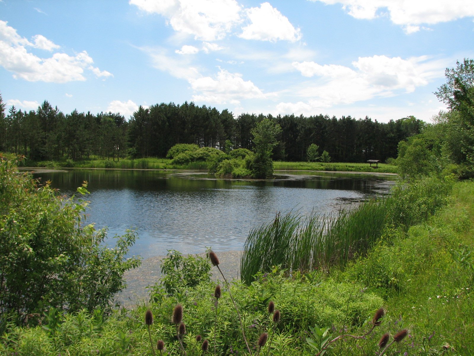 Caley Reservation's natural pond