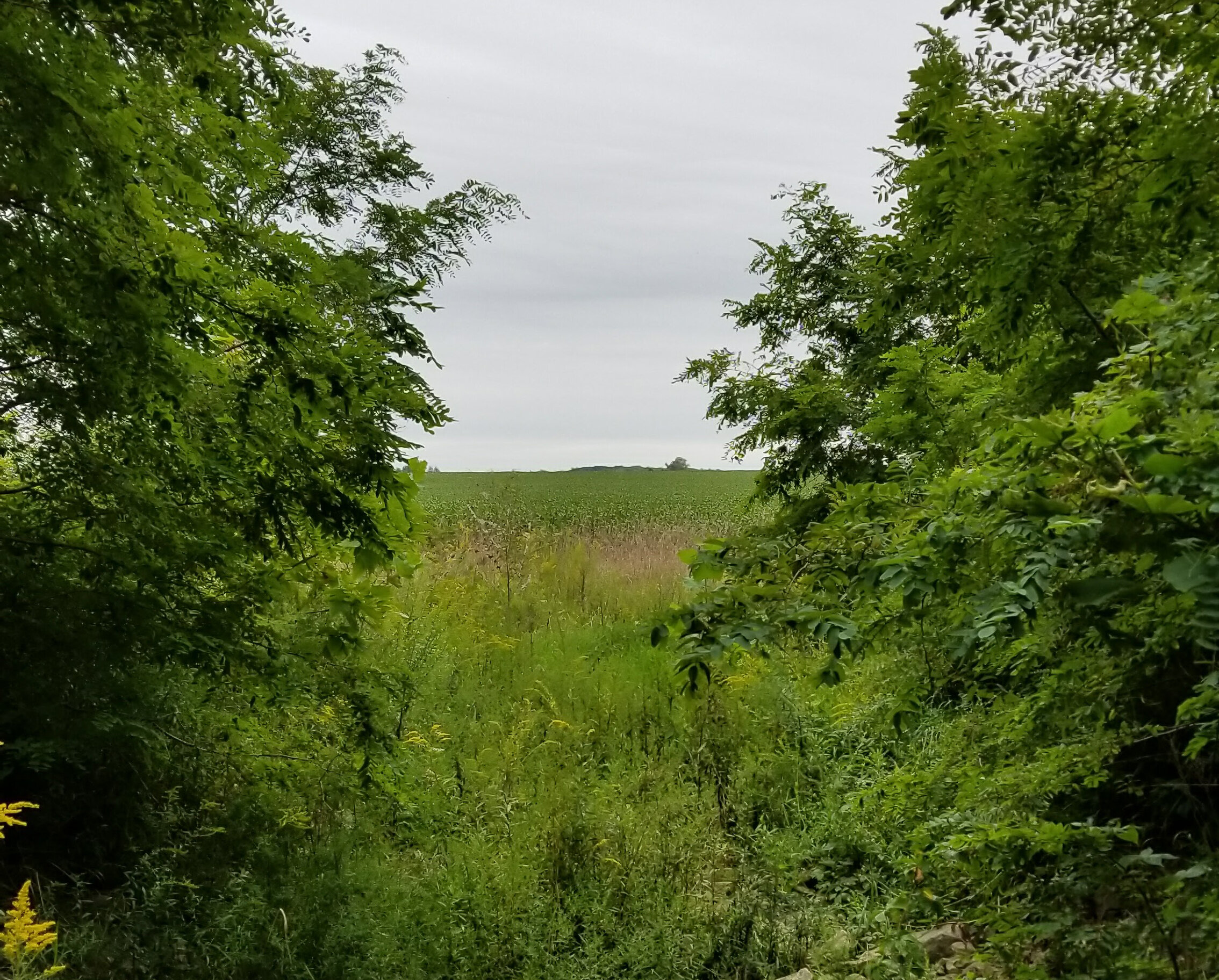 Clearing through trees along the trail at Kipton Reservation