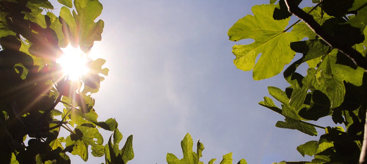 Sunshine-header-image.jpg