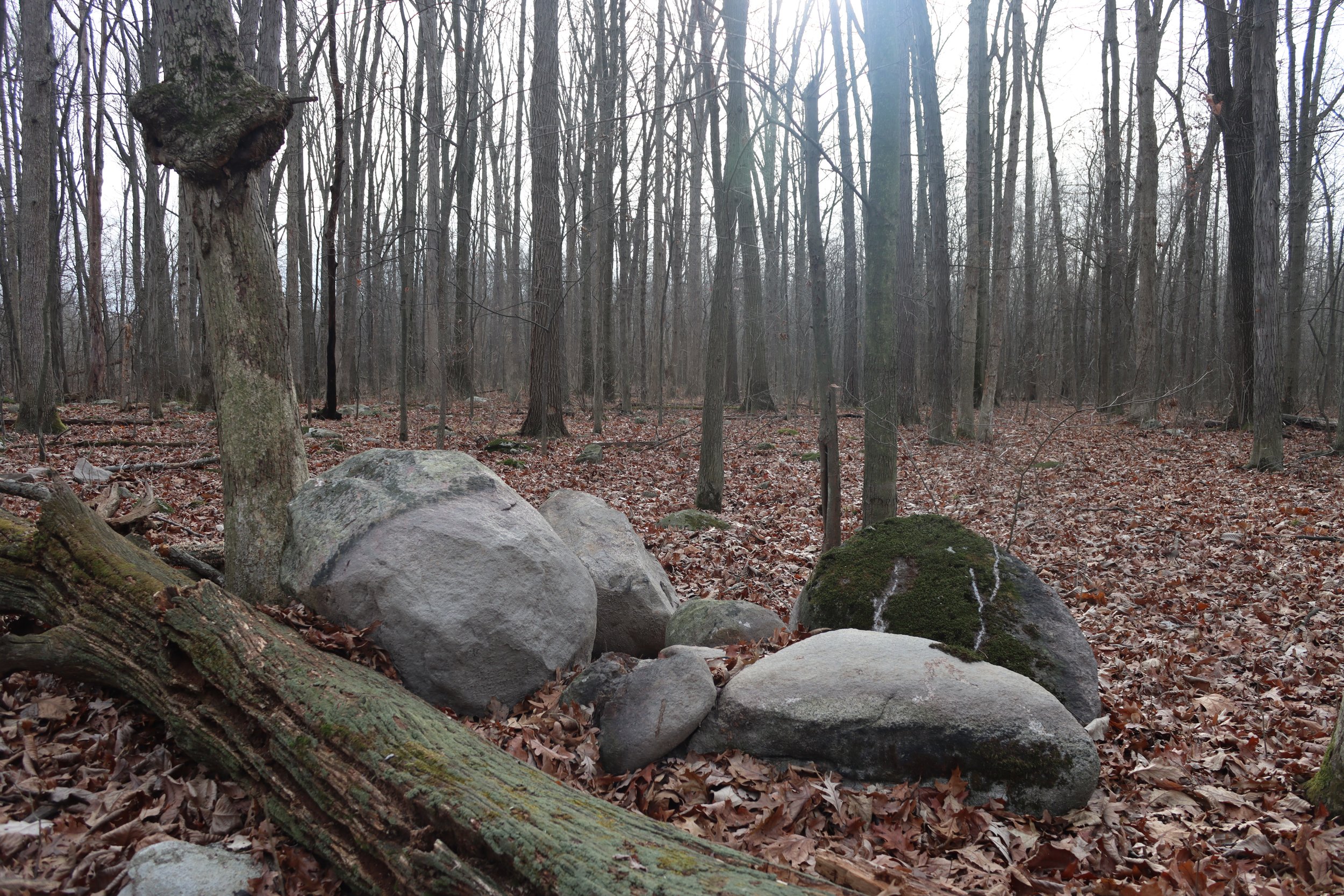 Large rocks on the forest floor during winter