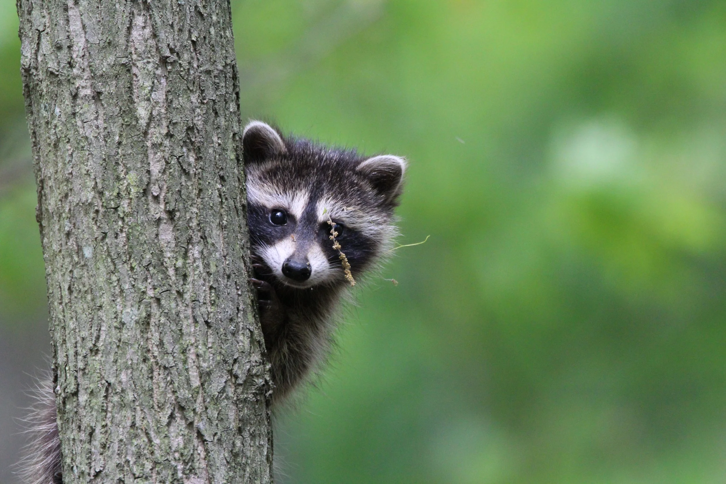 RACCOON (5).JPG
