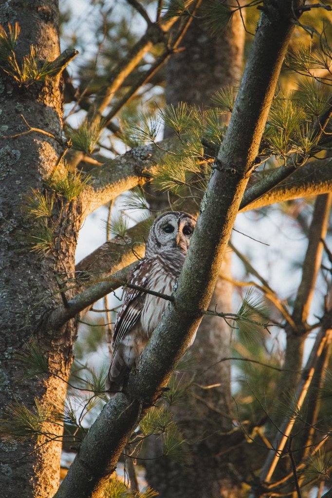 Owl in the tree at Wellington Reservation