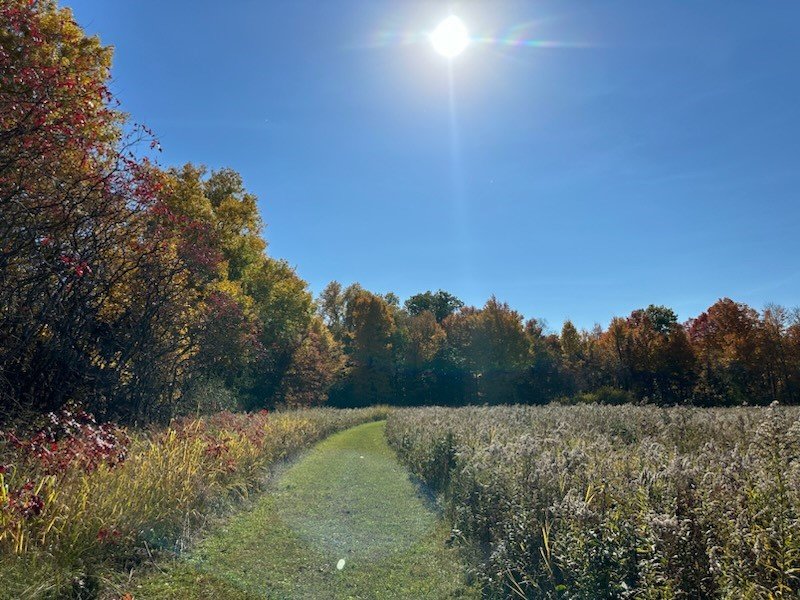 Meadow trail at Charlemont Reservation