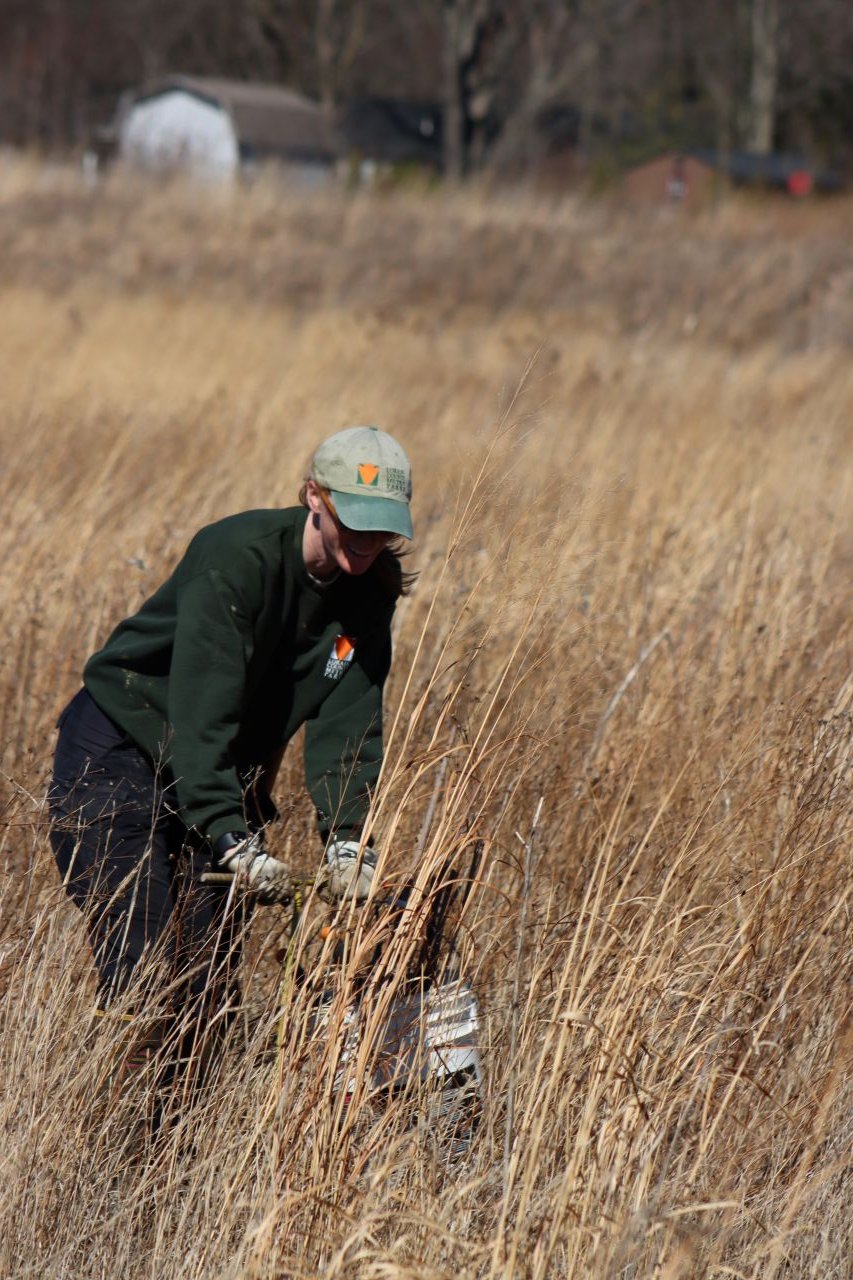 Conservation crew member planting live plants