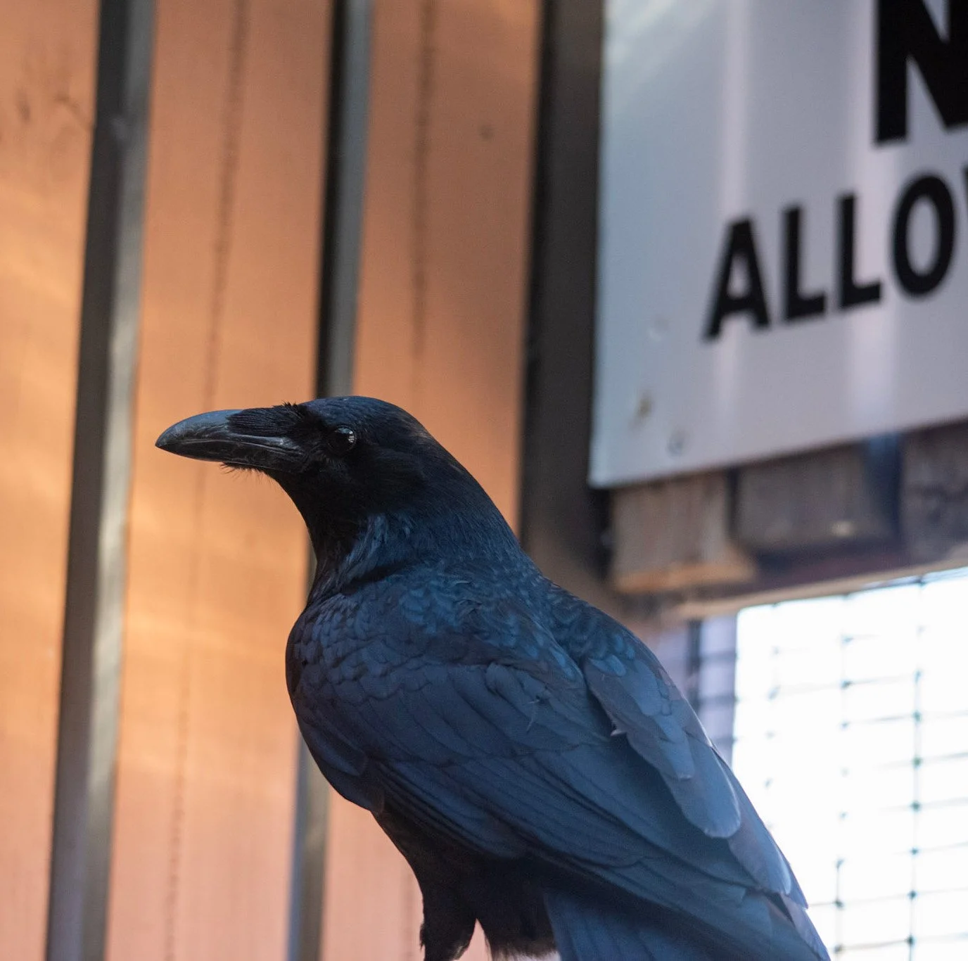 Pollux the Common Raven