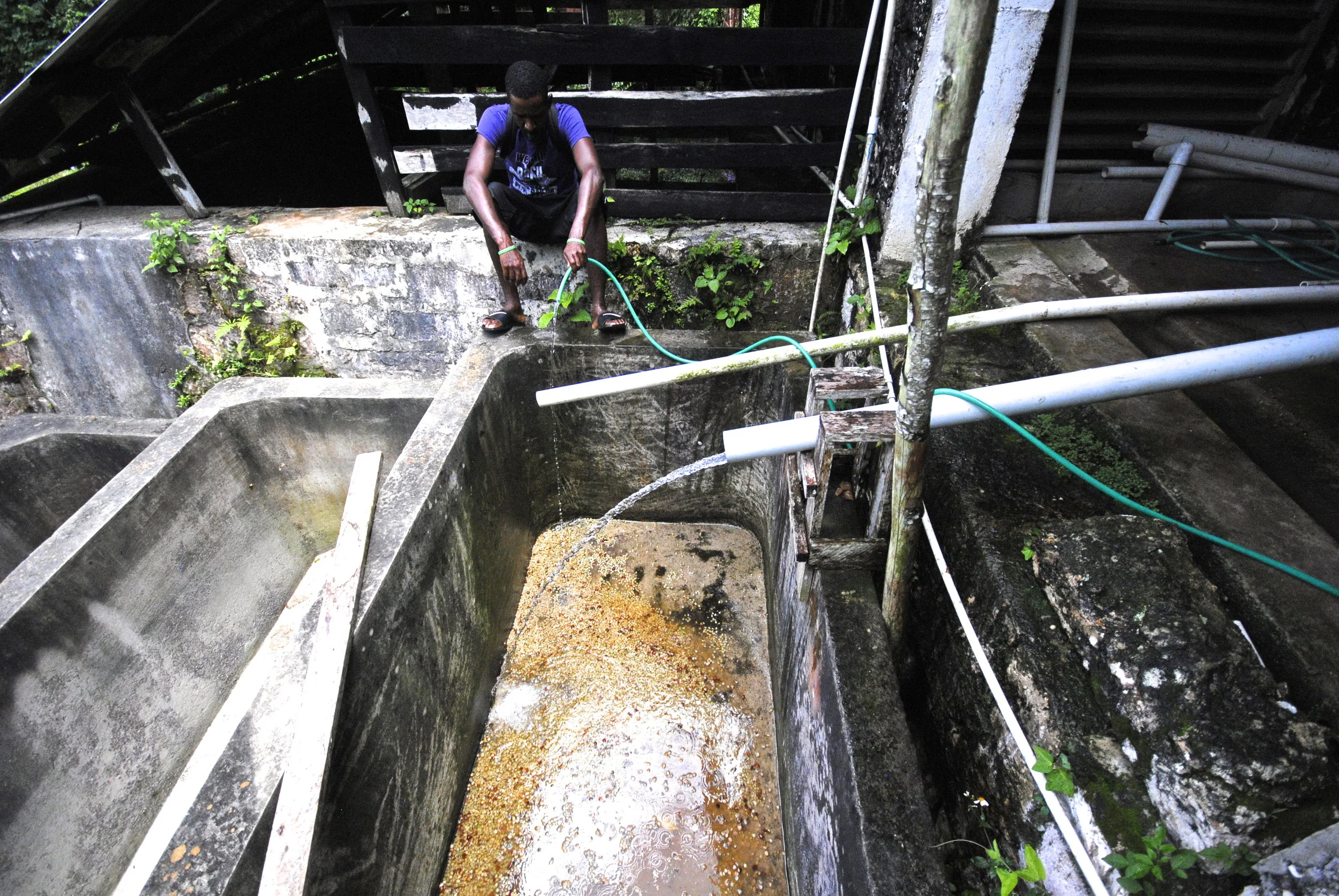 Kew Park Coffee Farm, Jamaica