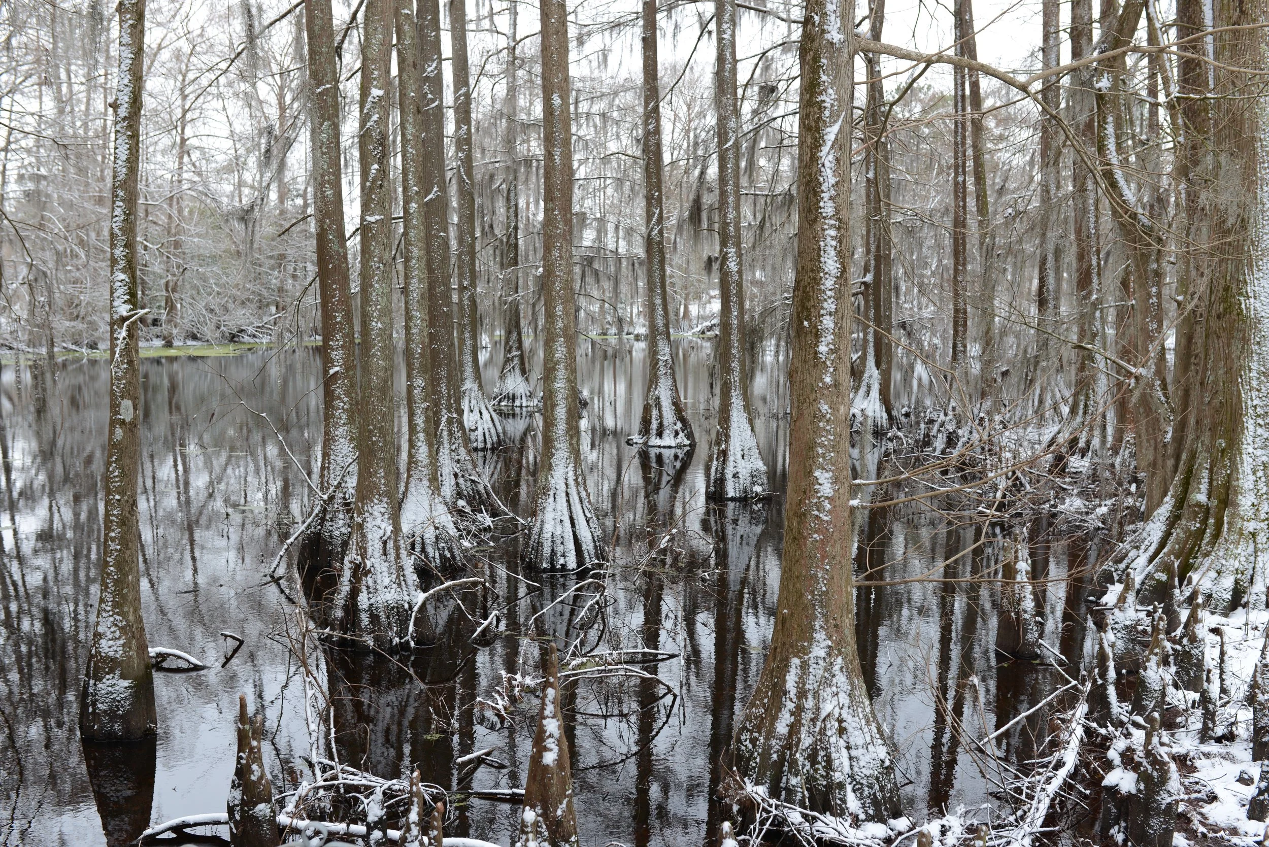 a snowy cypress swamp / Natchitoches
