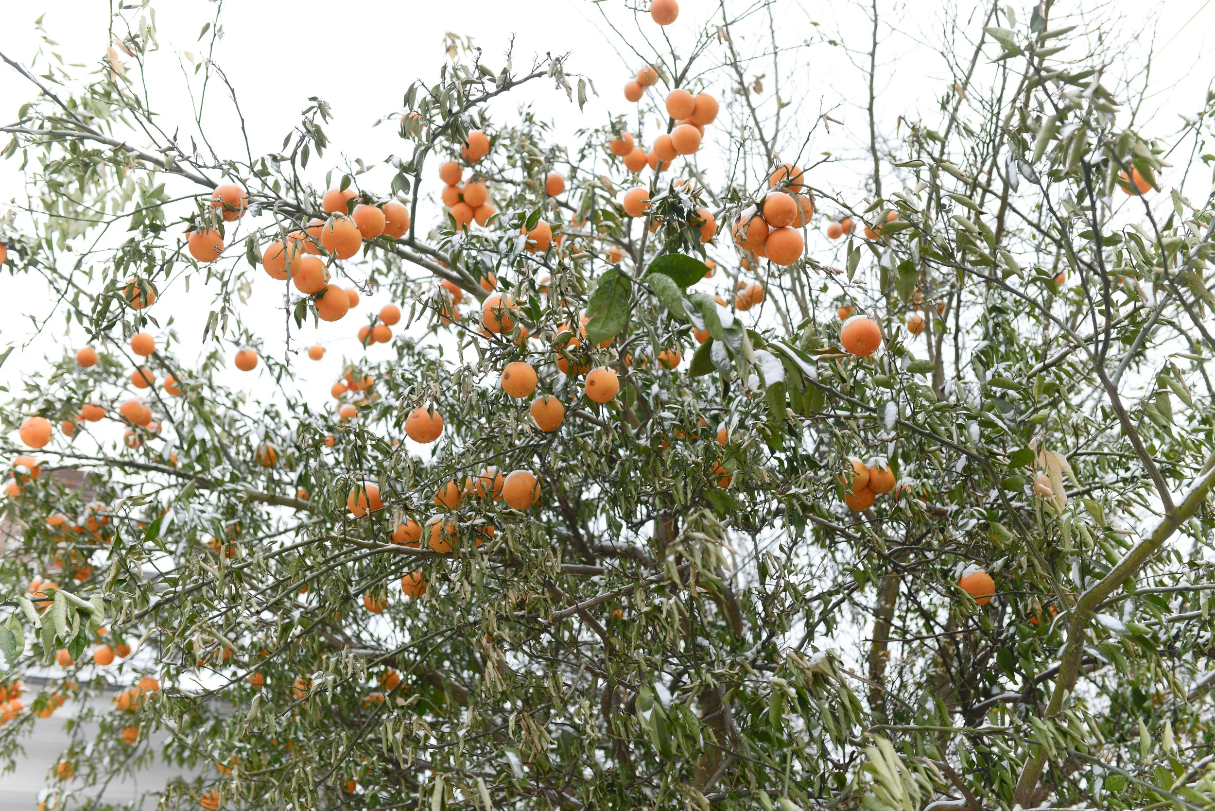 snow on an orange tree