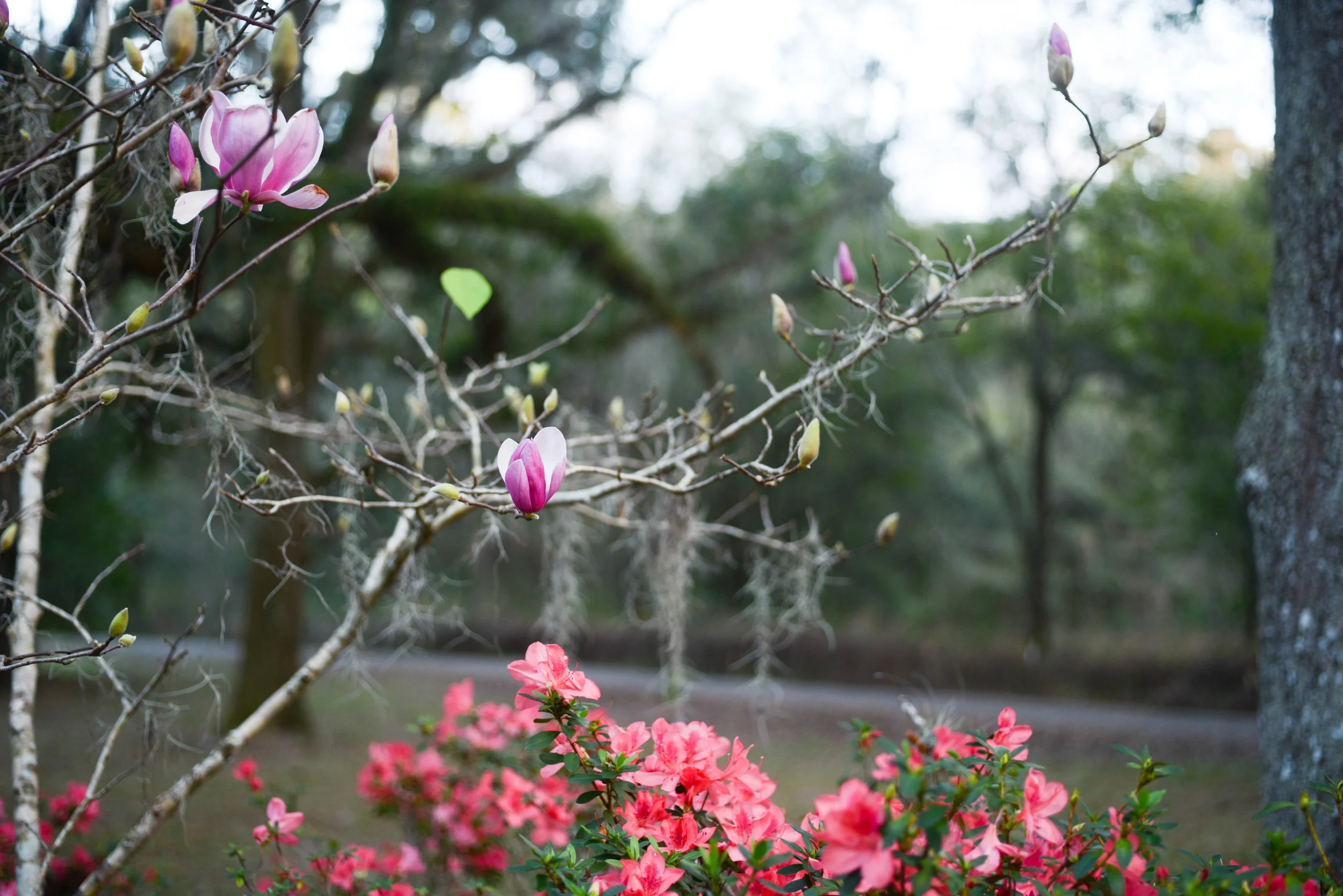 the emergence of a japanese magnolia