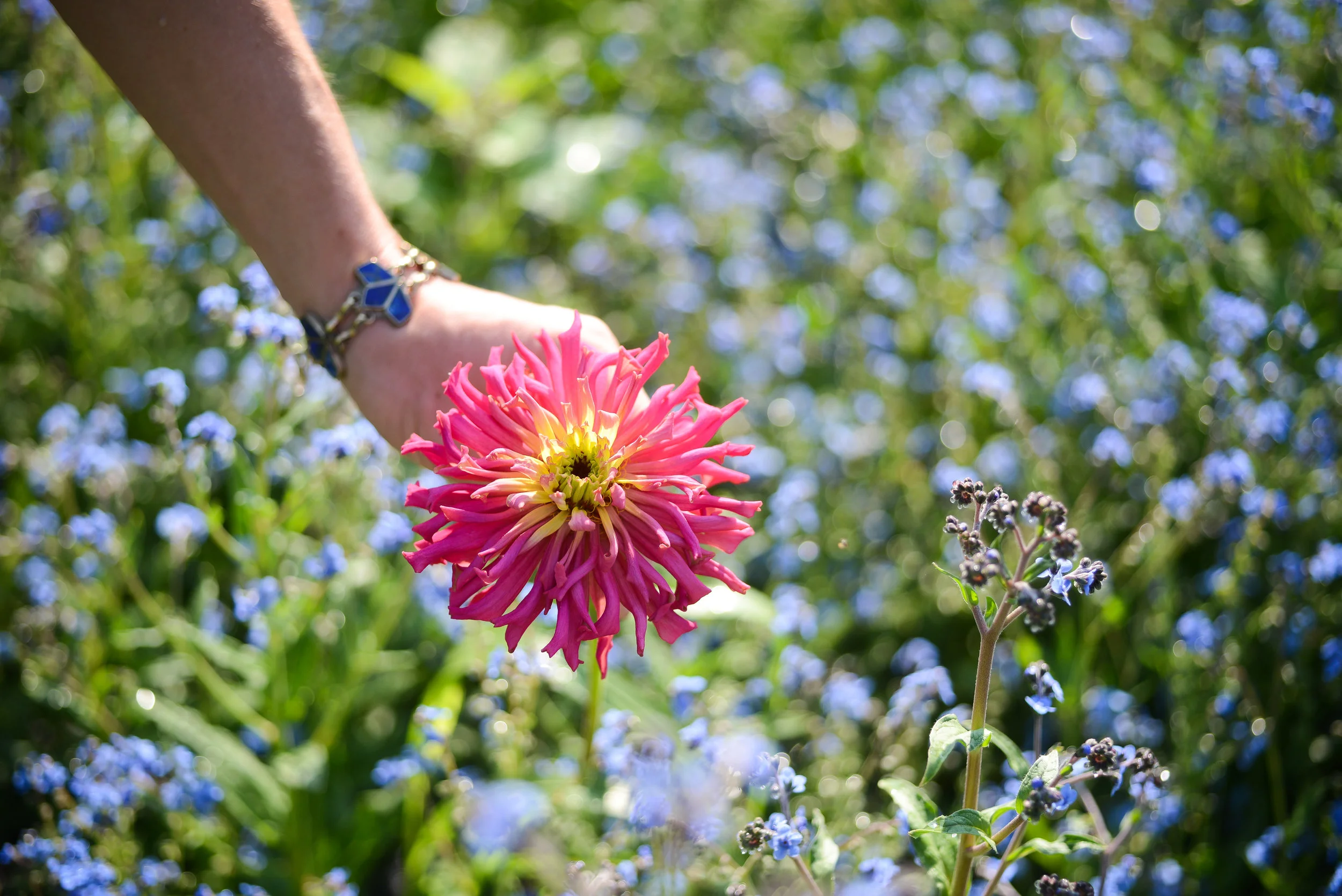a pink senorita zinnia at stonecrop garden, NC