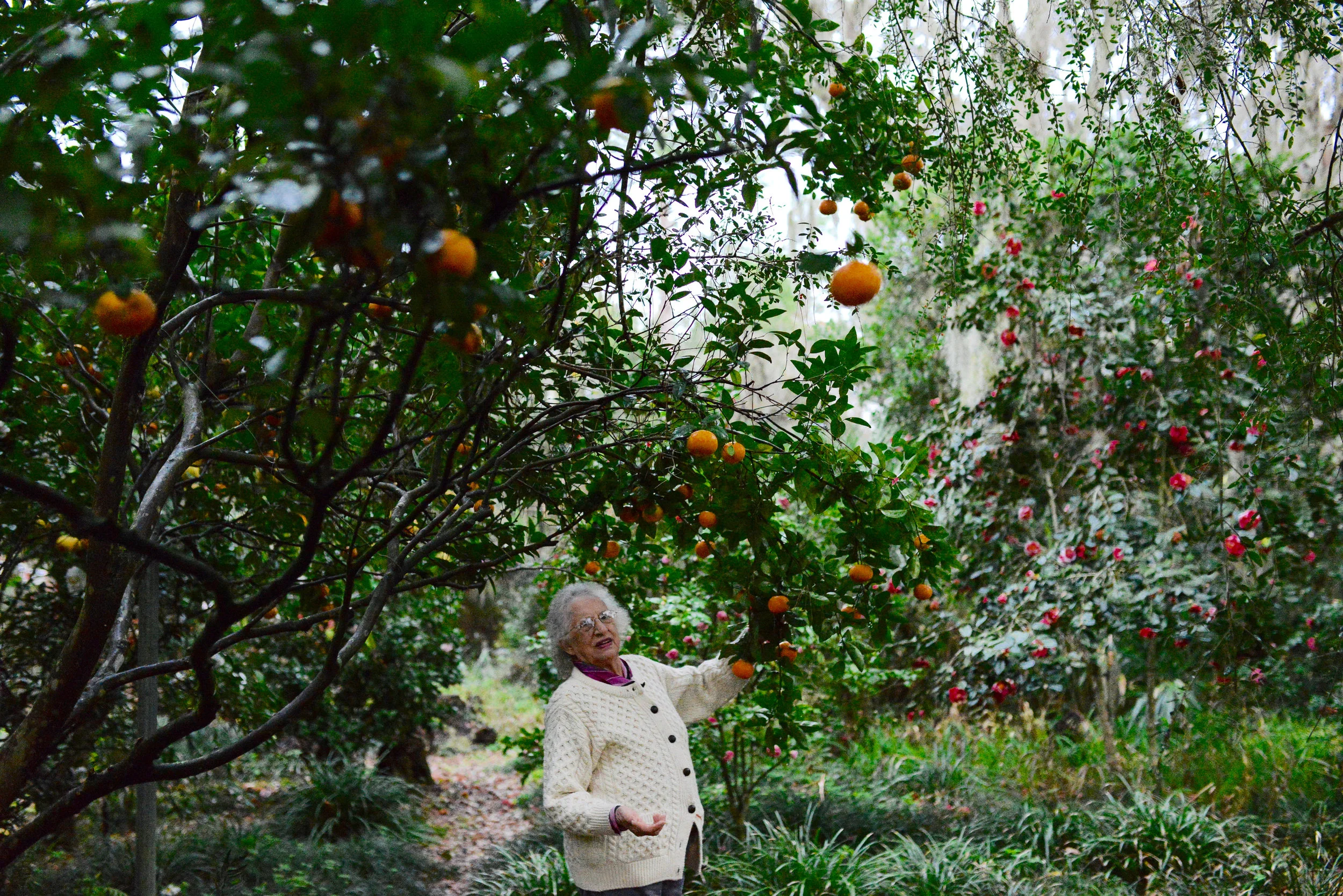 my grandmother and oranges