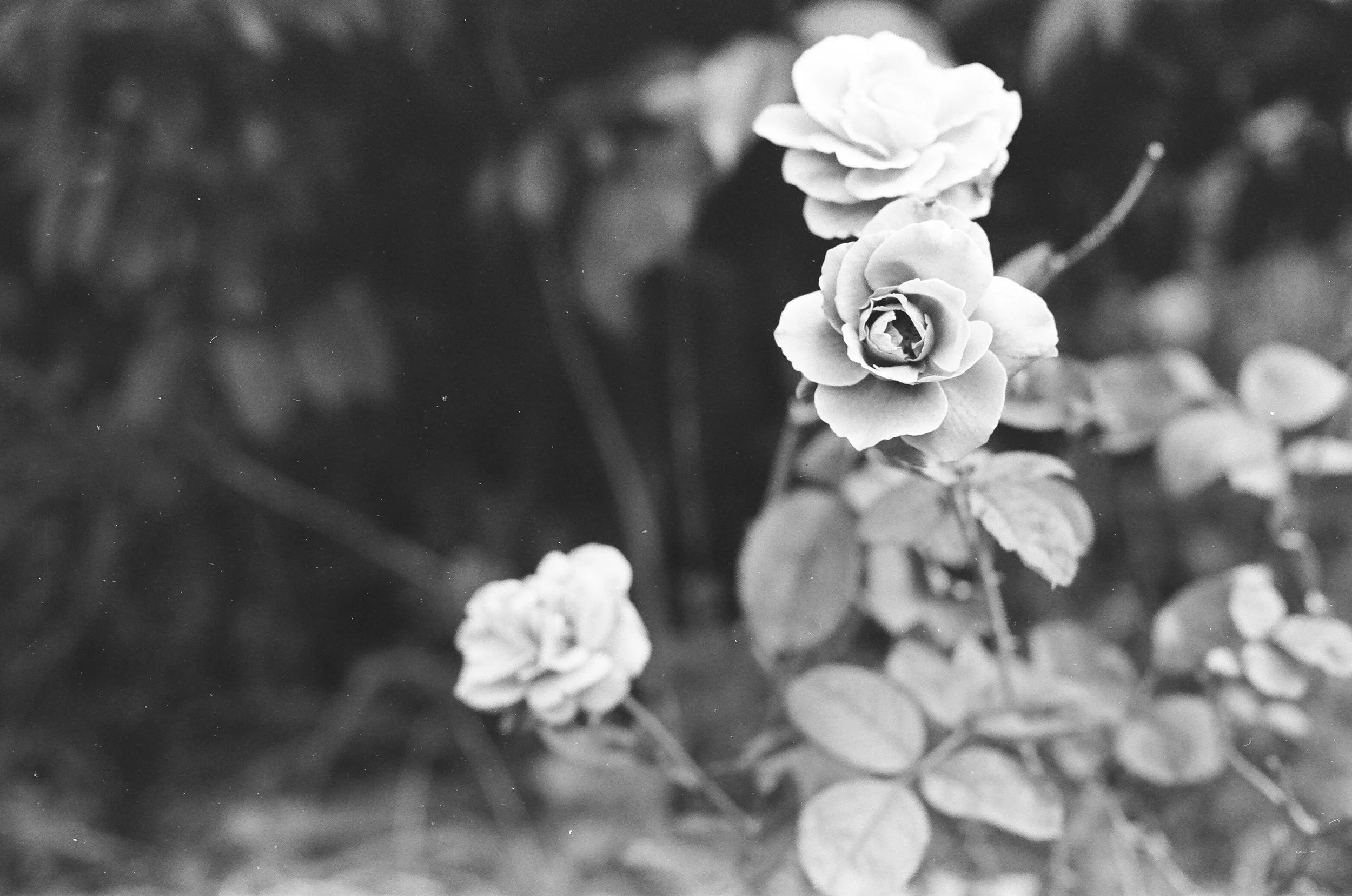 roses