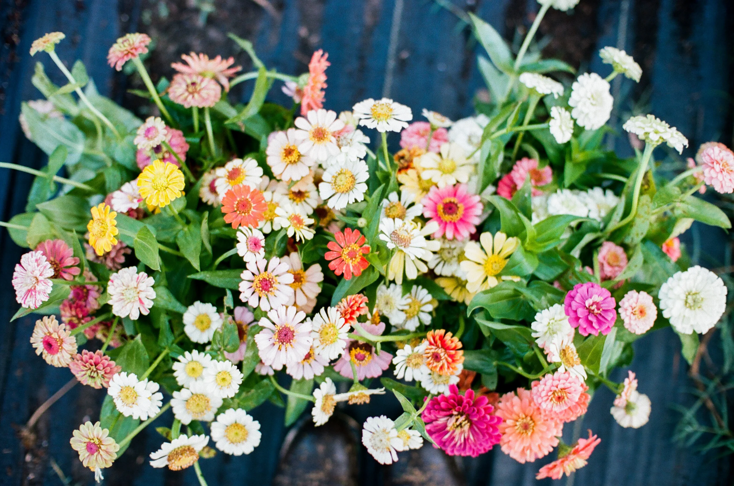 zinnia harvest